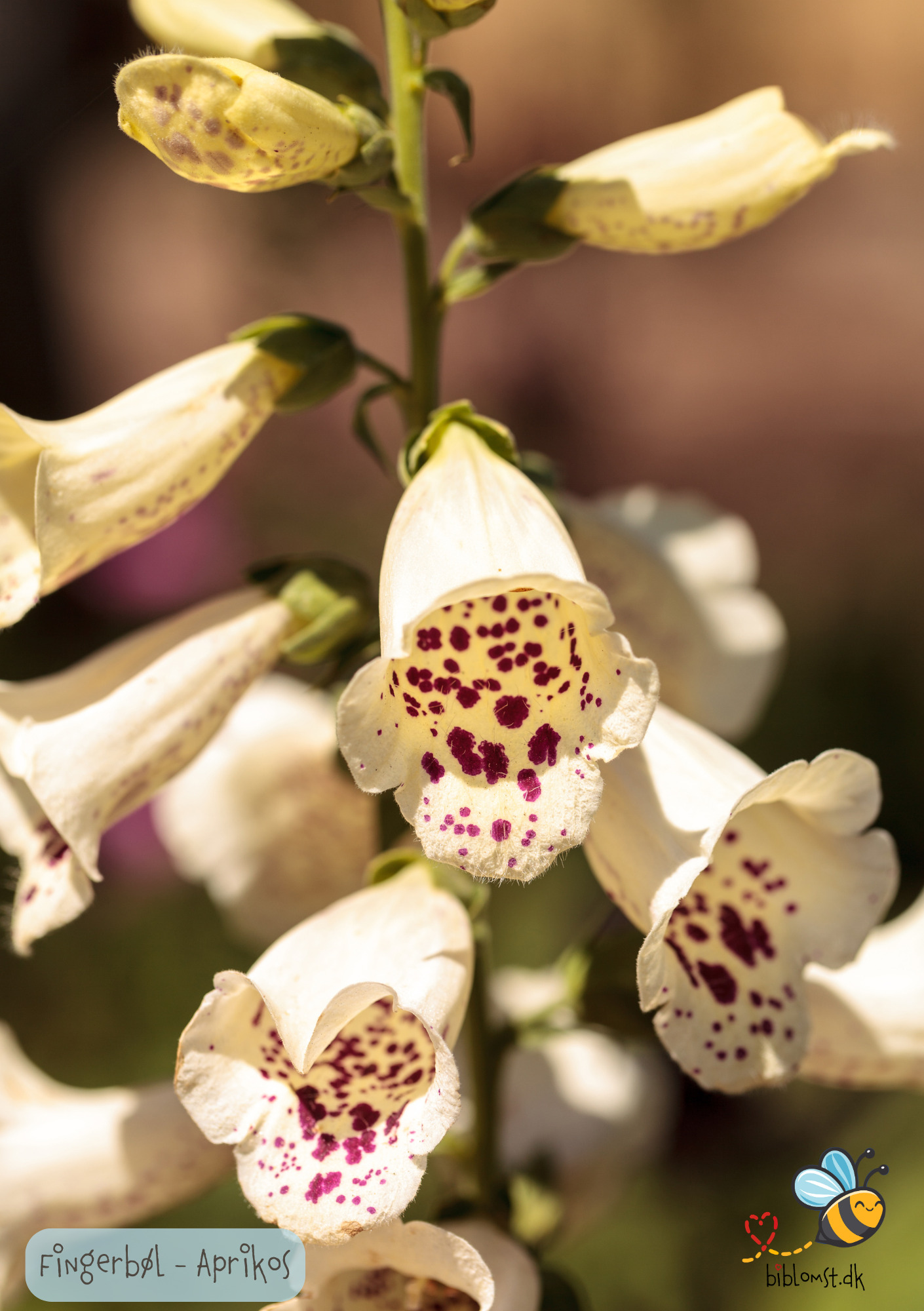 Fingerbøl 'Aprikos' - Digitalis purpurea 'Apricot'