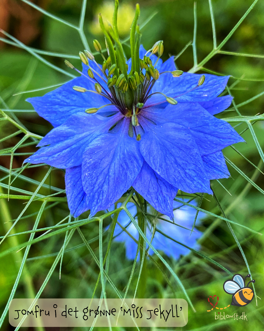Jomfru i det grønne ‘Miss Jekyll’ Indigo Blue – Nigella damascena