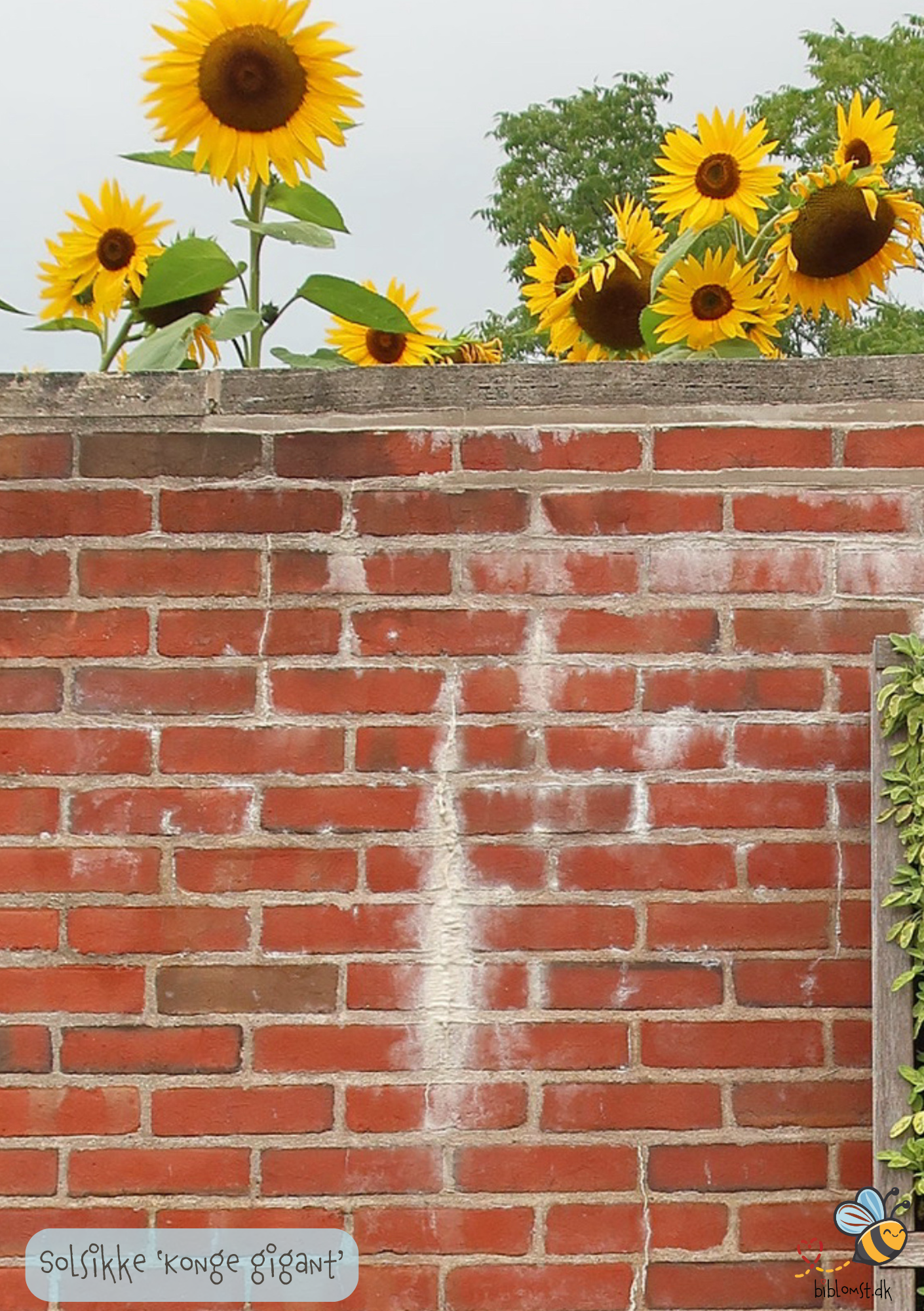 Solsikke 'Konge-Gigant' - Helianthus annuus