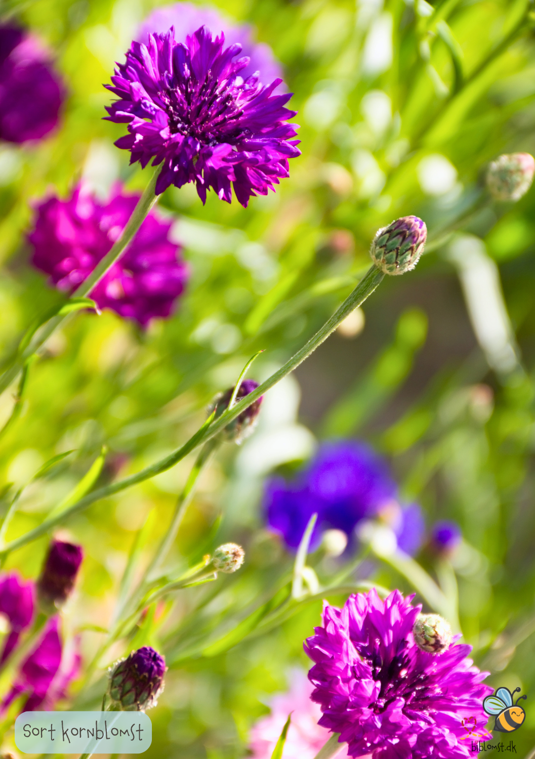'Sort' Kornblomst - centaurea cyanus 'Black Ball'