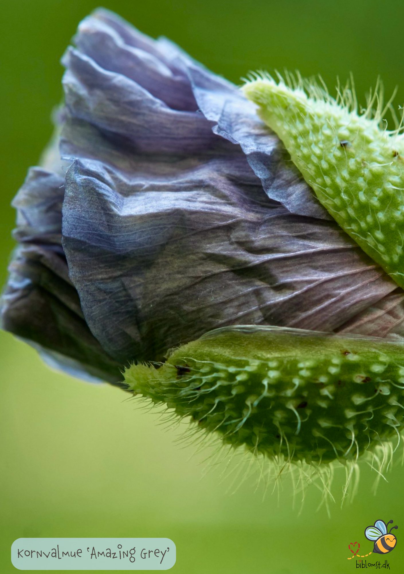 Valmue 'Amazing Grey' - Papaver rhoeas