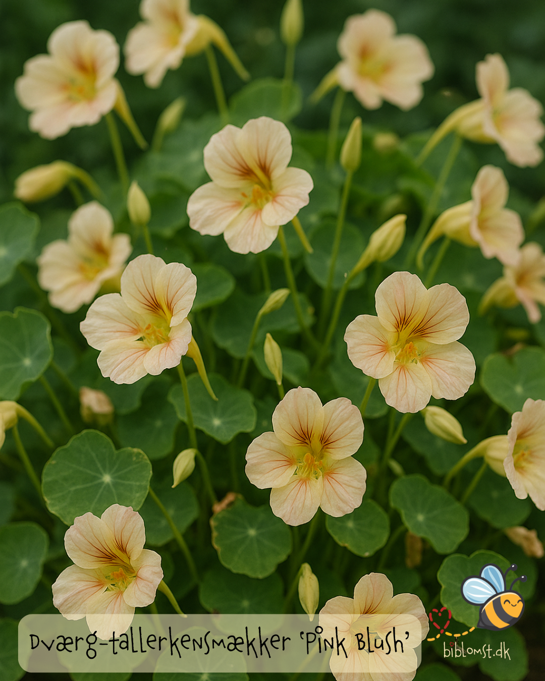 Tallerkensmækker ’Tip Top Pink Blush’ – Tropaeolum minus (dværg-udgave)
