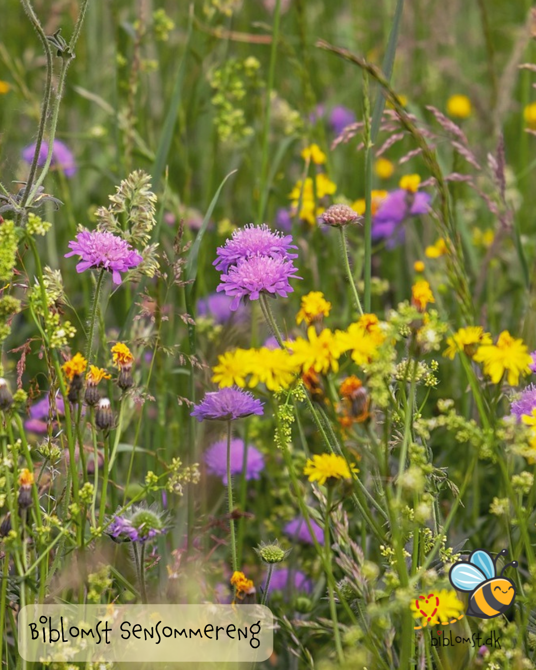 Biblomst sommereng – kultur- og naturhistorie i blomster
