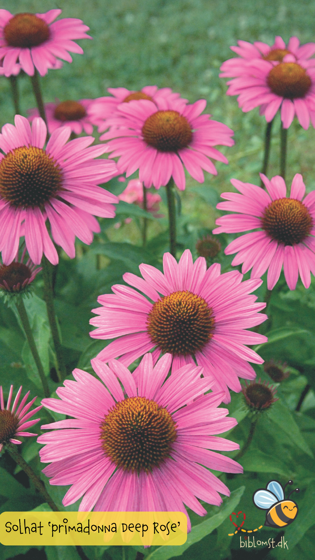 Dyb rosa Purpur Solhat – Echinacea purpurea ‘Primadonna Deep Rose’