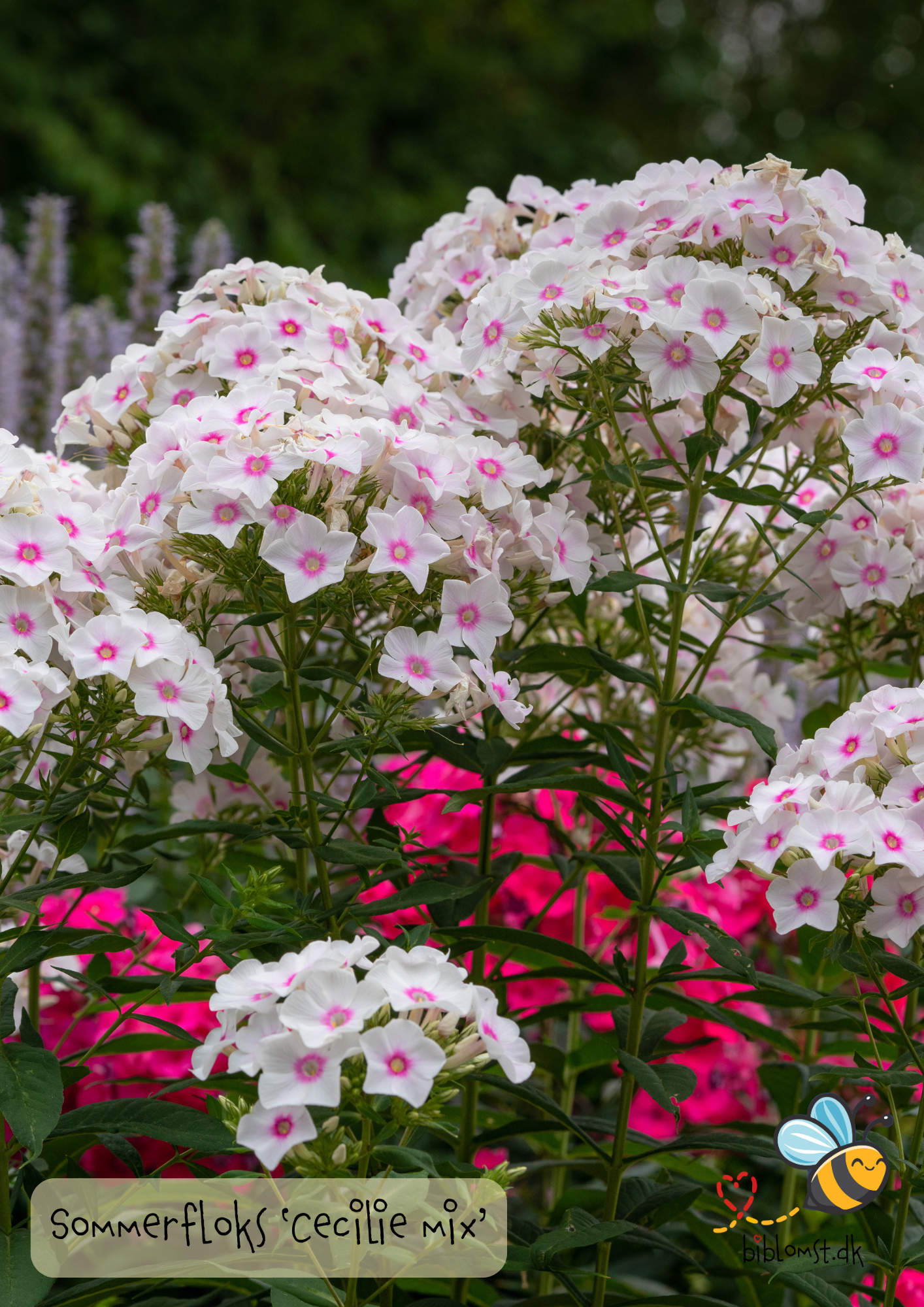 Sommerfloks 'Cecily Mix' – Phlox drummondii