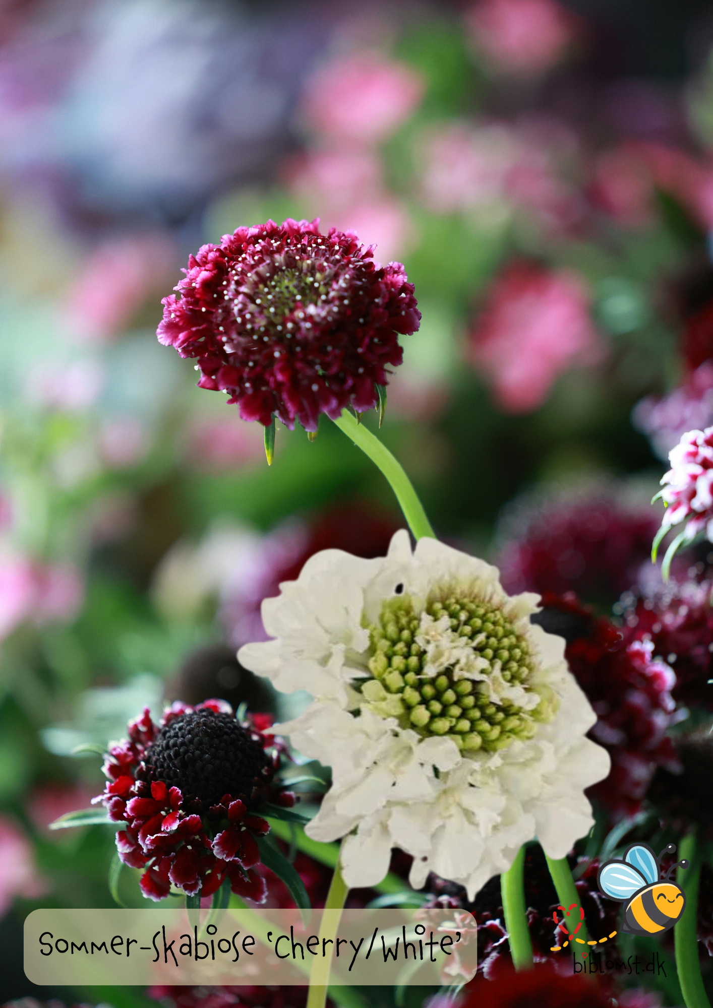 Sommer-skabiose – Scabiosa atropurpurea ‘Cherry/White’