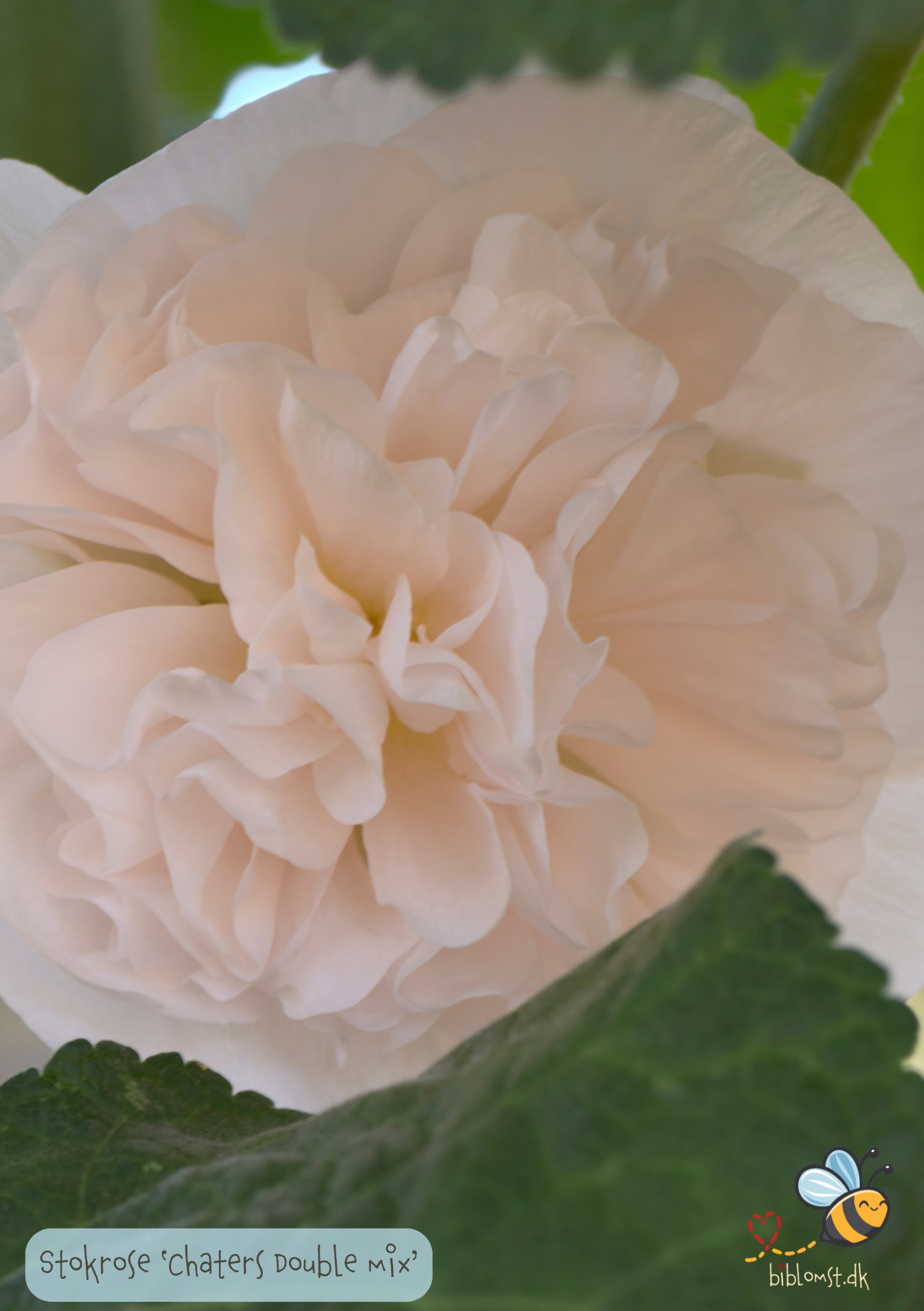 Stokrose 'Chater's Double Mix' - Alcea rosea 'Chater's Double Mix'