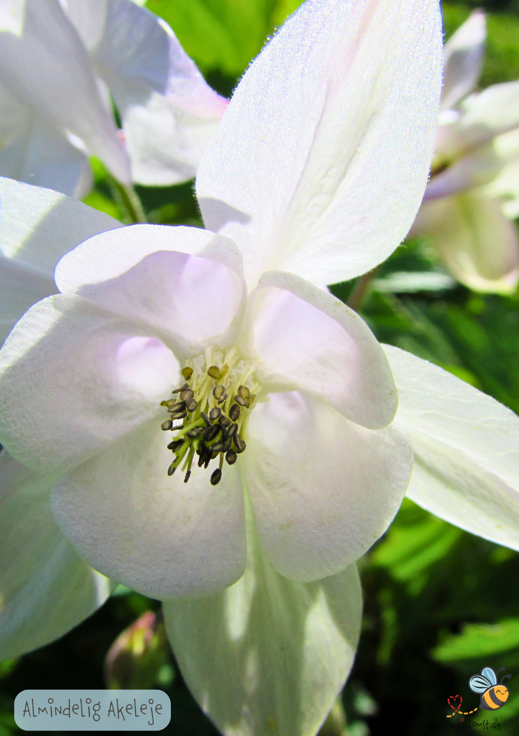 Almindelig akeleje – Aquilegia vulgaris