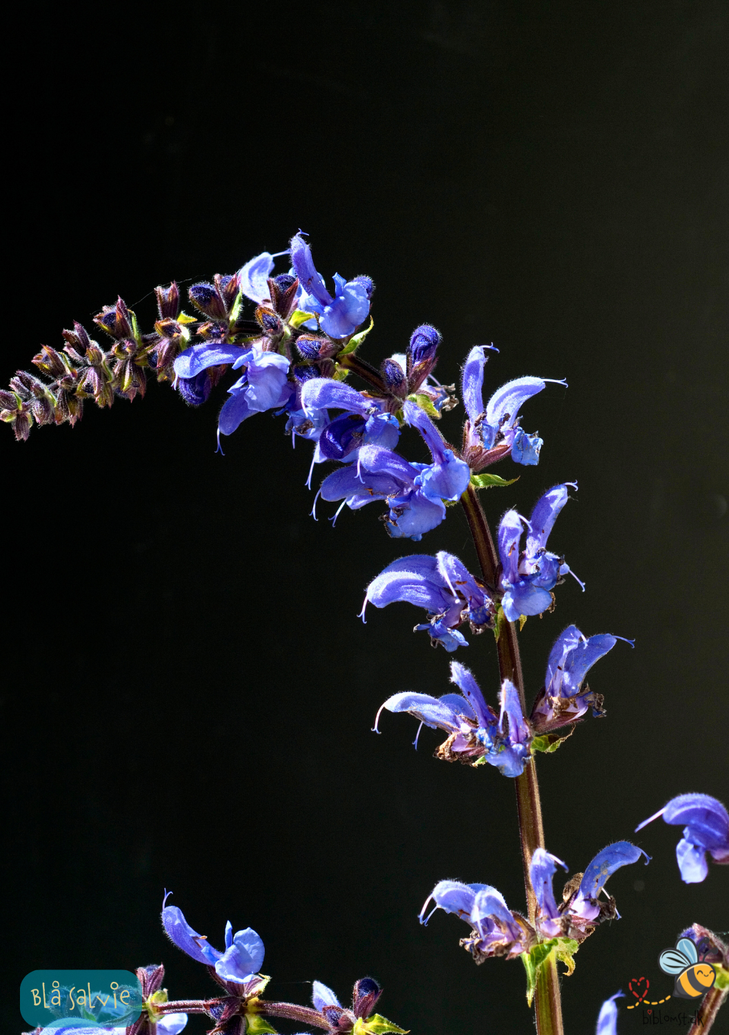 Blå Salvie - Salvia pratensis