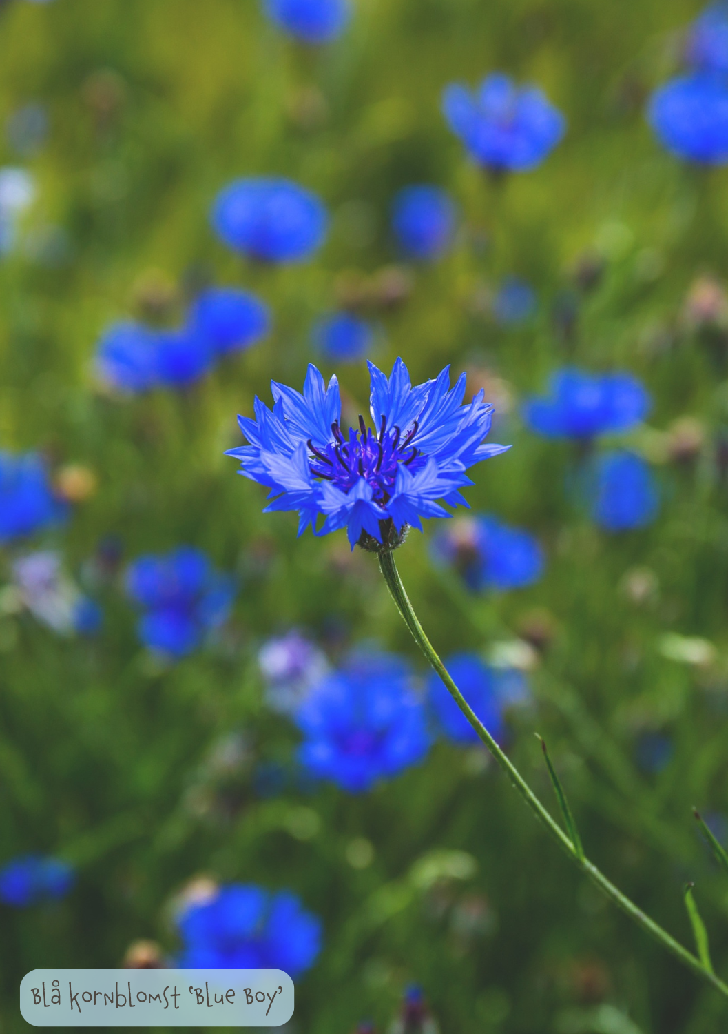 Blå kornblomst 'Blue Boy' - Centaurea cyanus