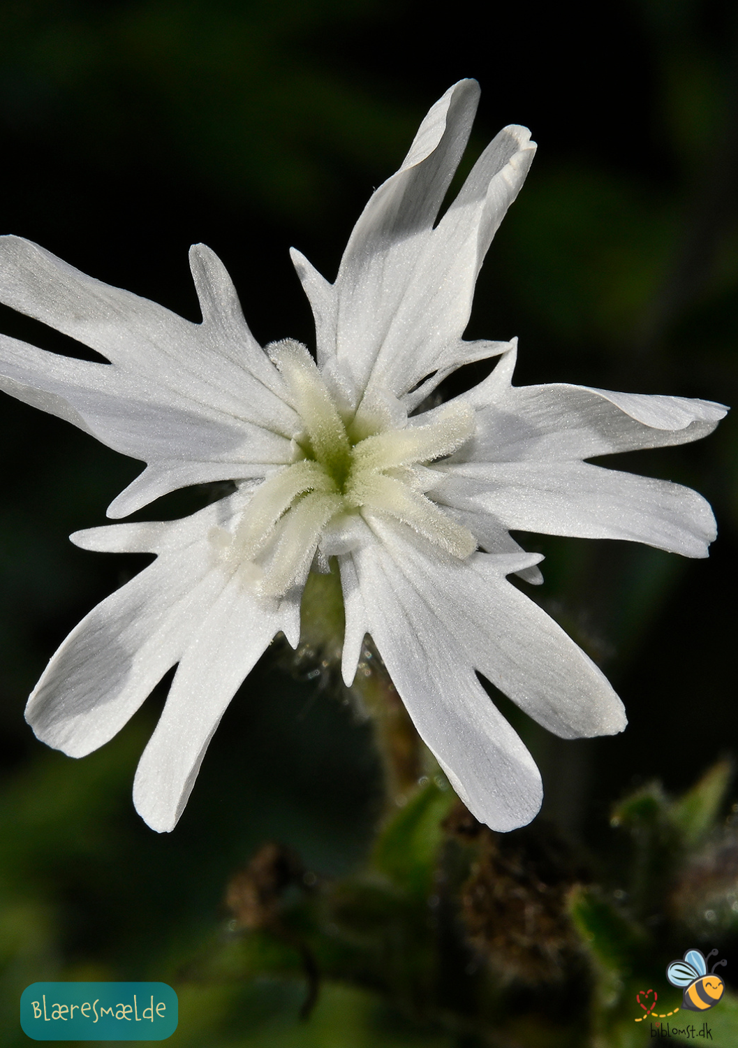 Blæresmælde - silene vulgaris