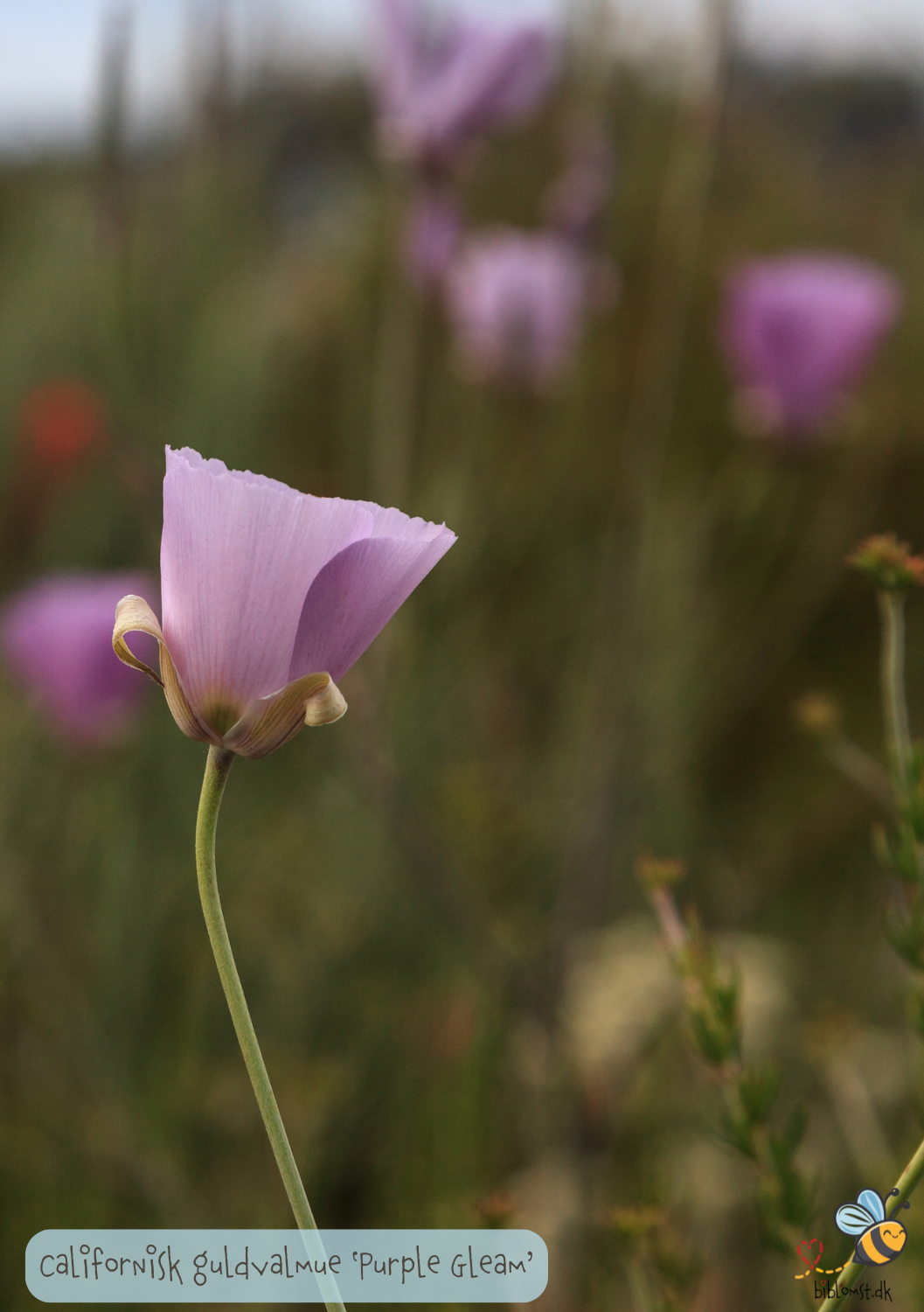 California Poppy 'Purple Gleam' - Eschscholzia californica