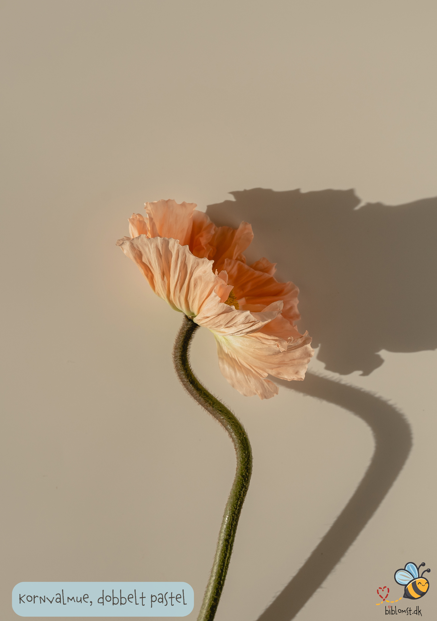 Dobbelt kornvalmue - Dobbelt Pastel - Papaver rhoeas