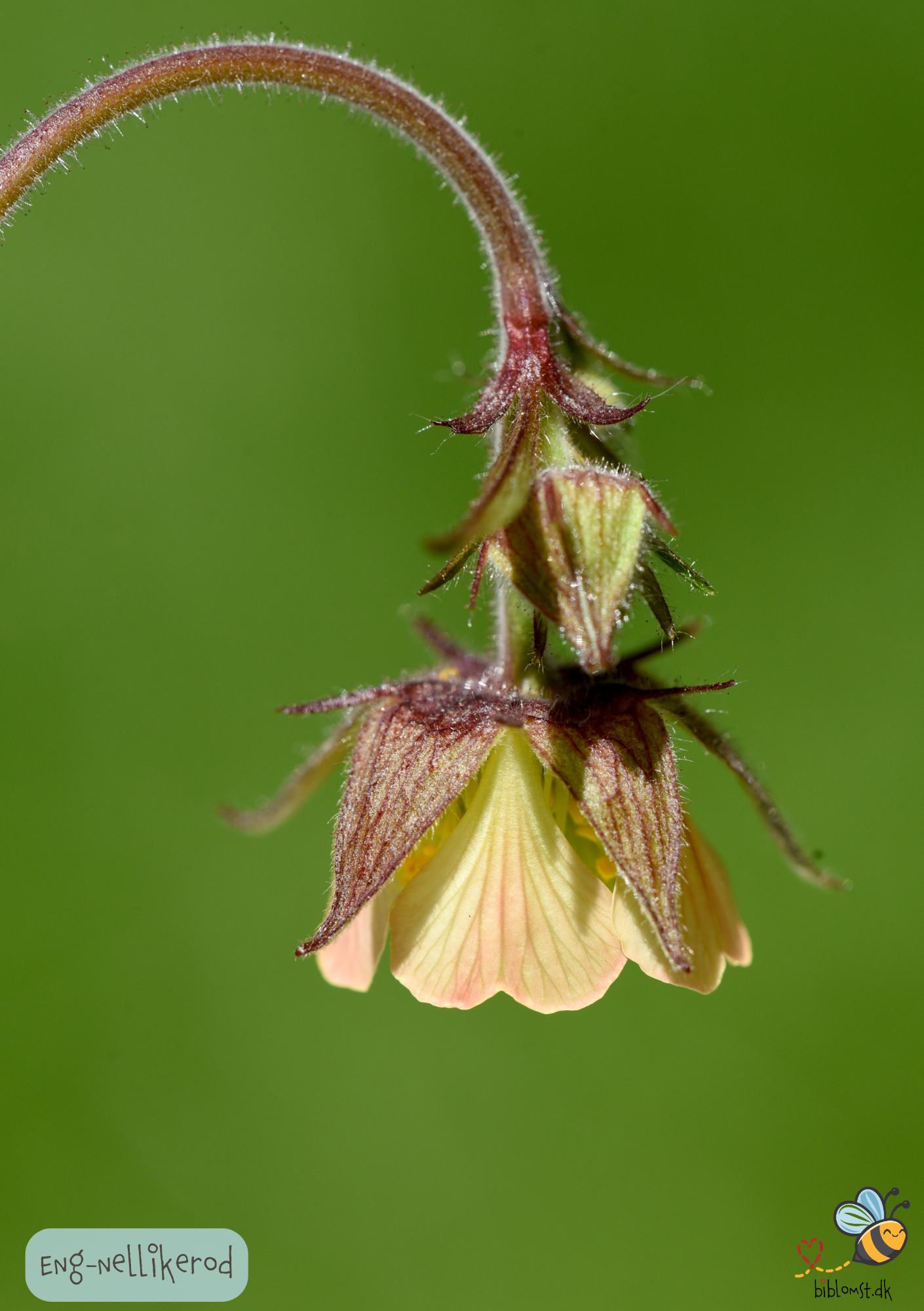 Eng-Nellikerod – Geum rivale