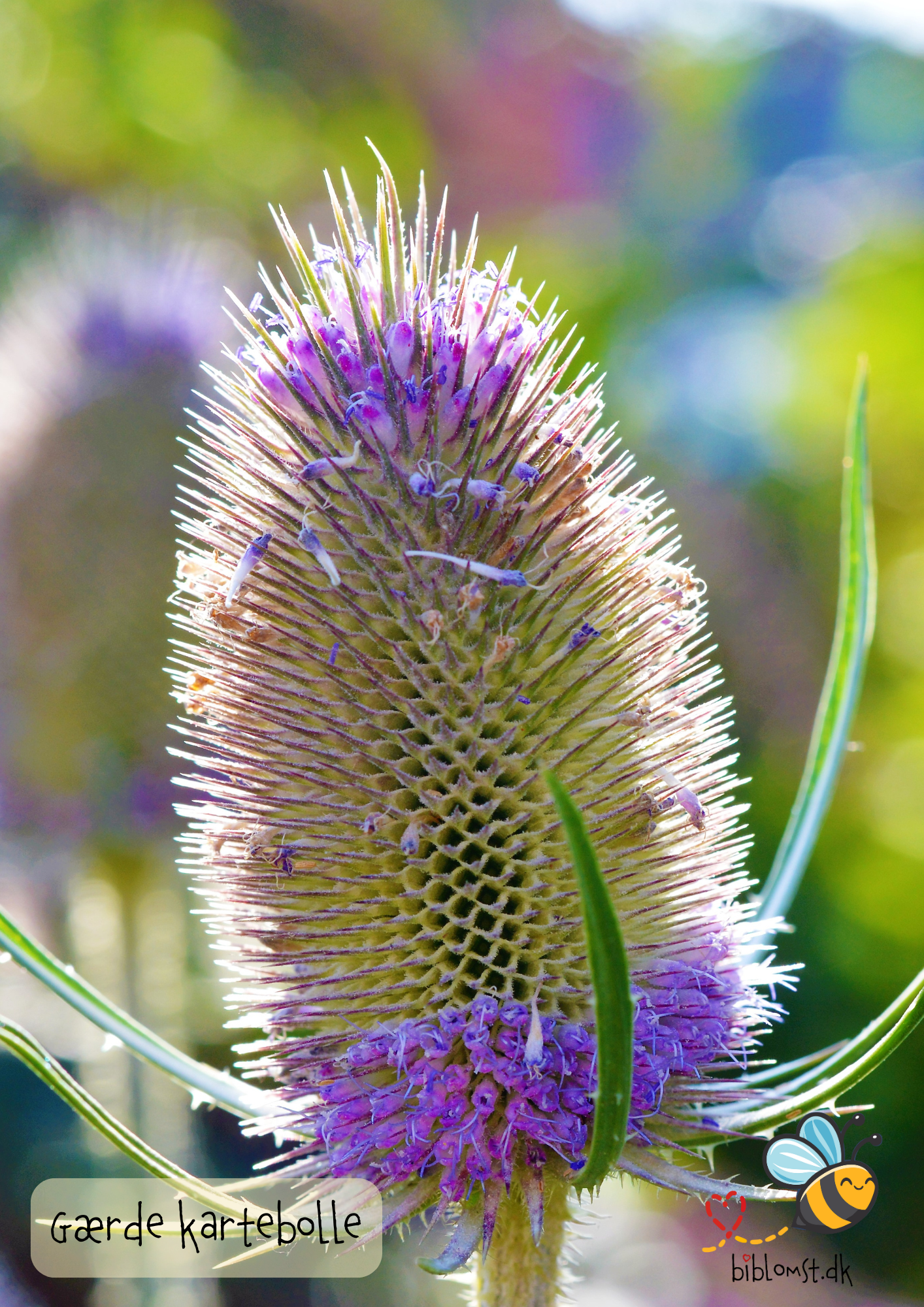 Gærdekartebolle – Dipsacus fullonum