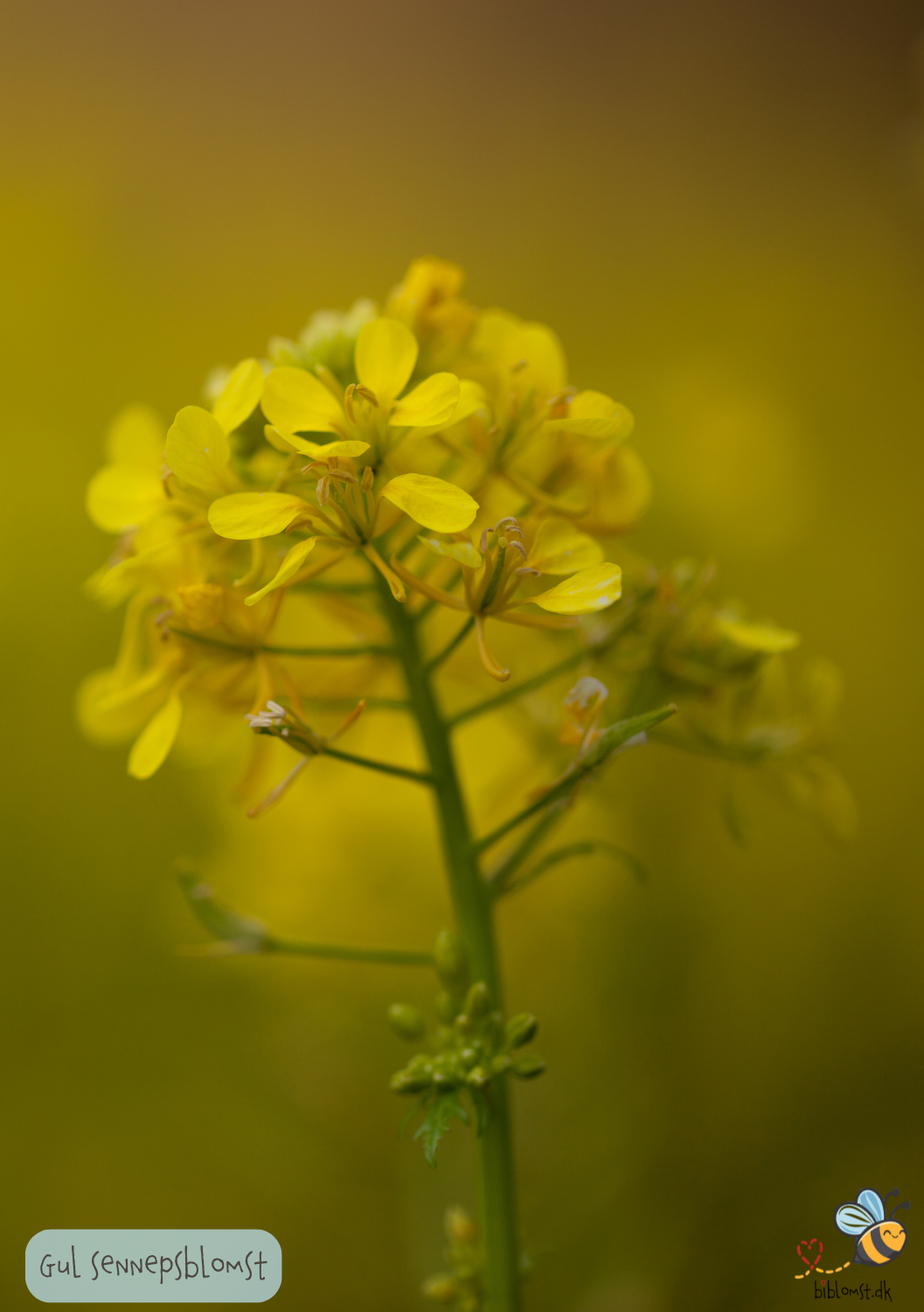 Gul Sennepsblomst - Sinapis alba