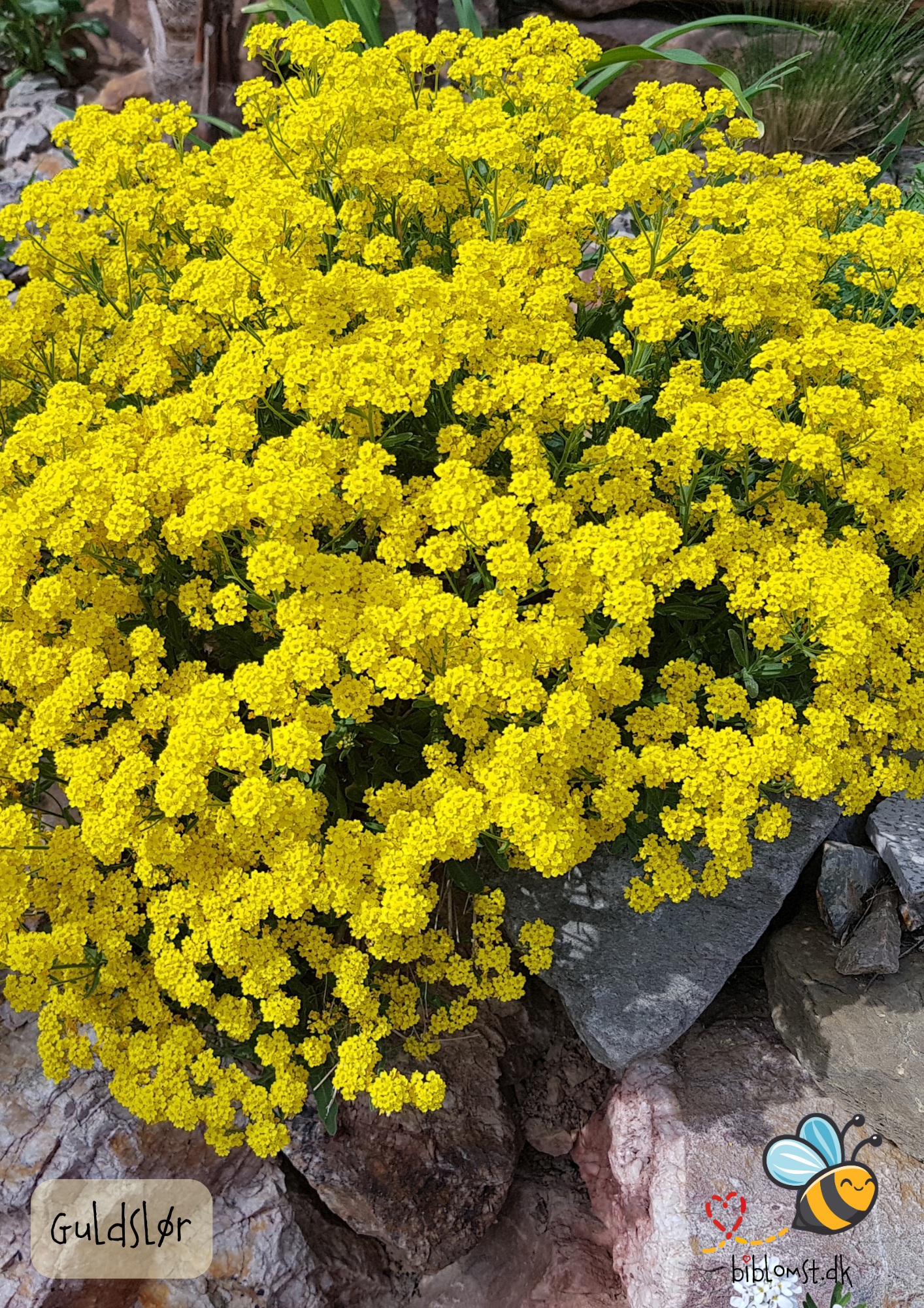 Guldslør – Aurinia saxatilis ’Gold Dust’
