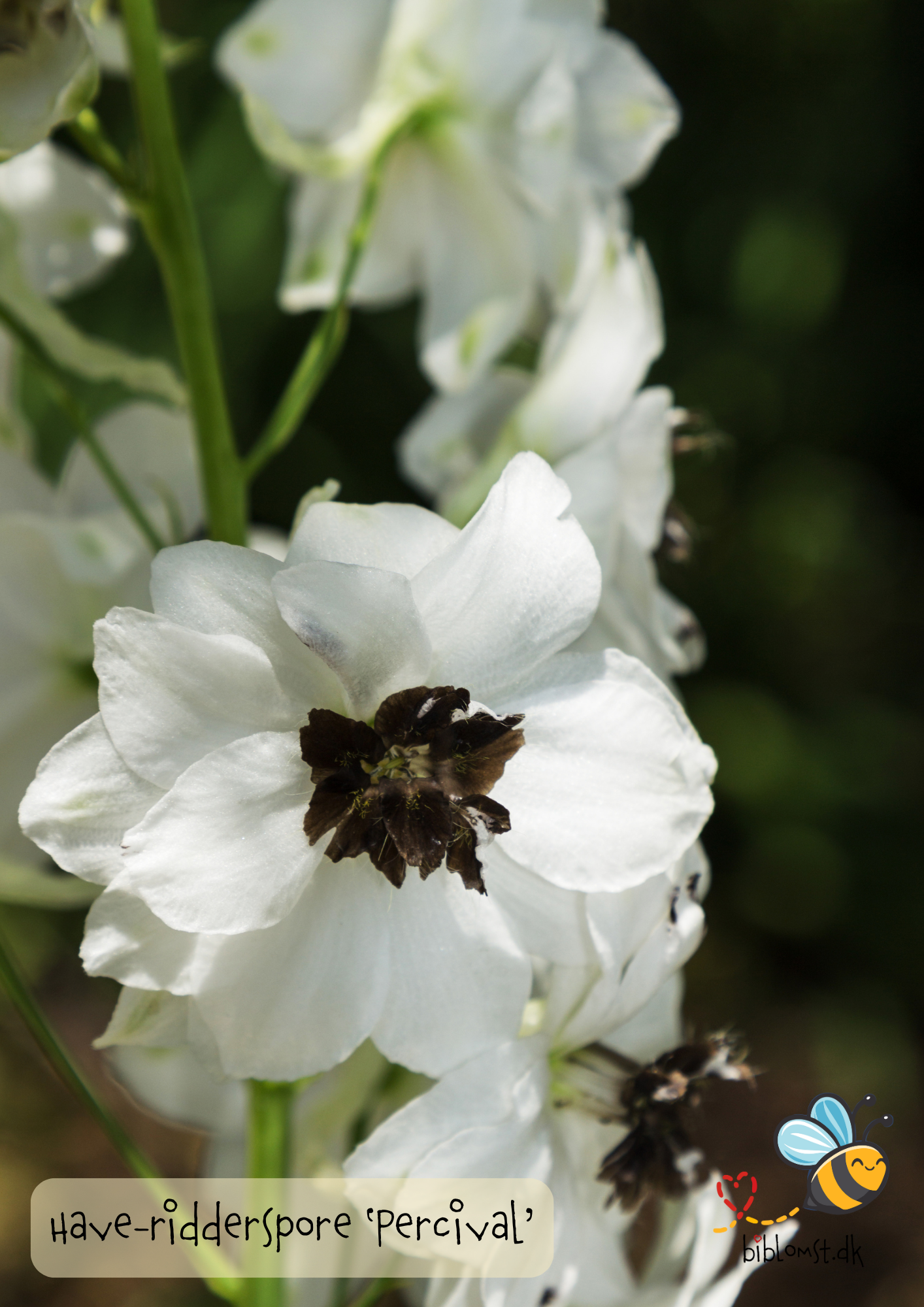 Have-ridderspore ‘Percival’ – Delphinium (Elatum-gr.)