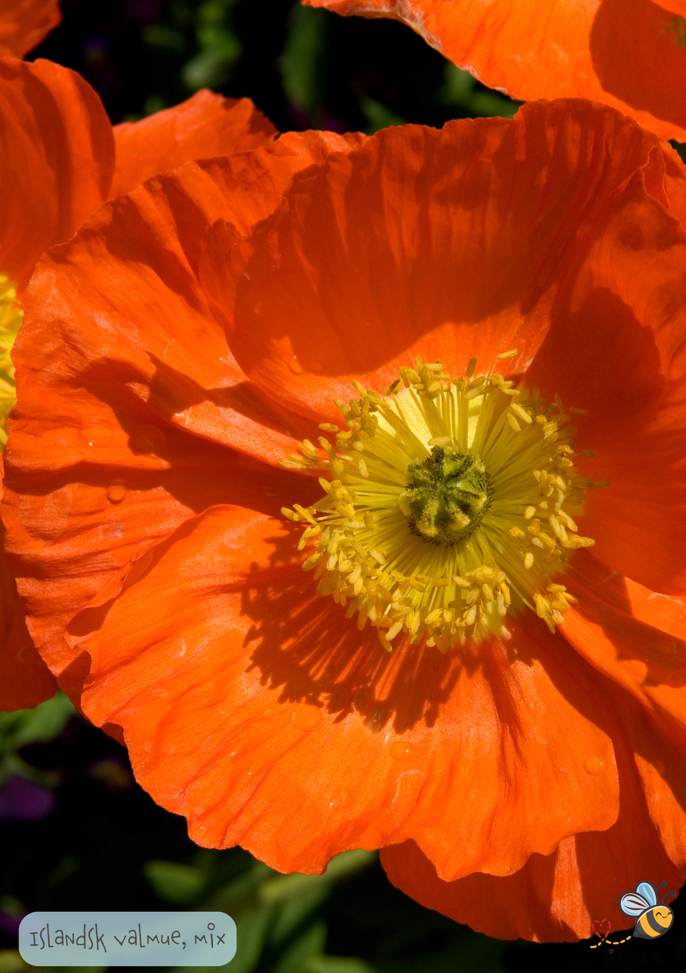 Islandsk Valmue – Papaver nudicaule