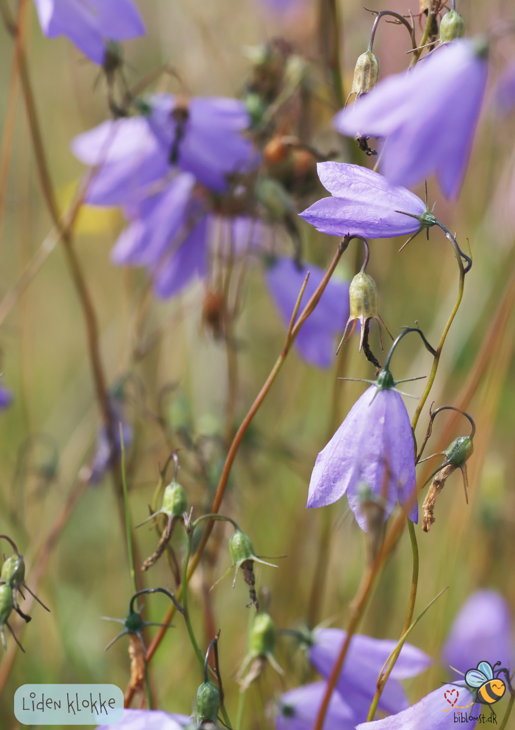 Liden Klokke (Blåklokke) - Campanula rotundifolia