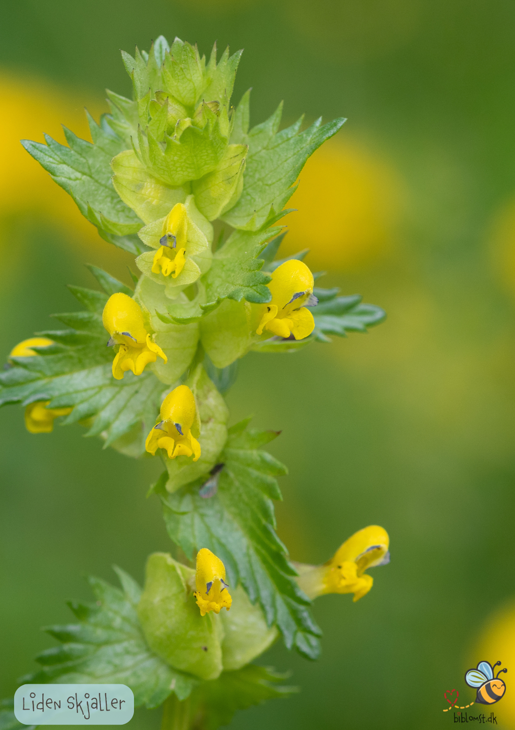Liden skjaller - Rhinanthus minor