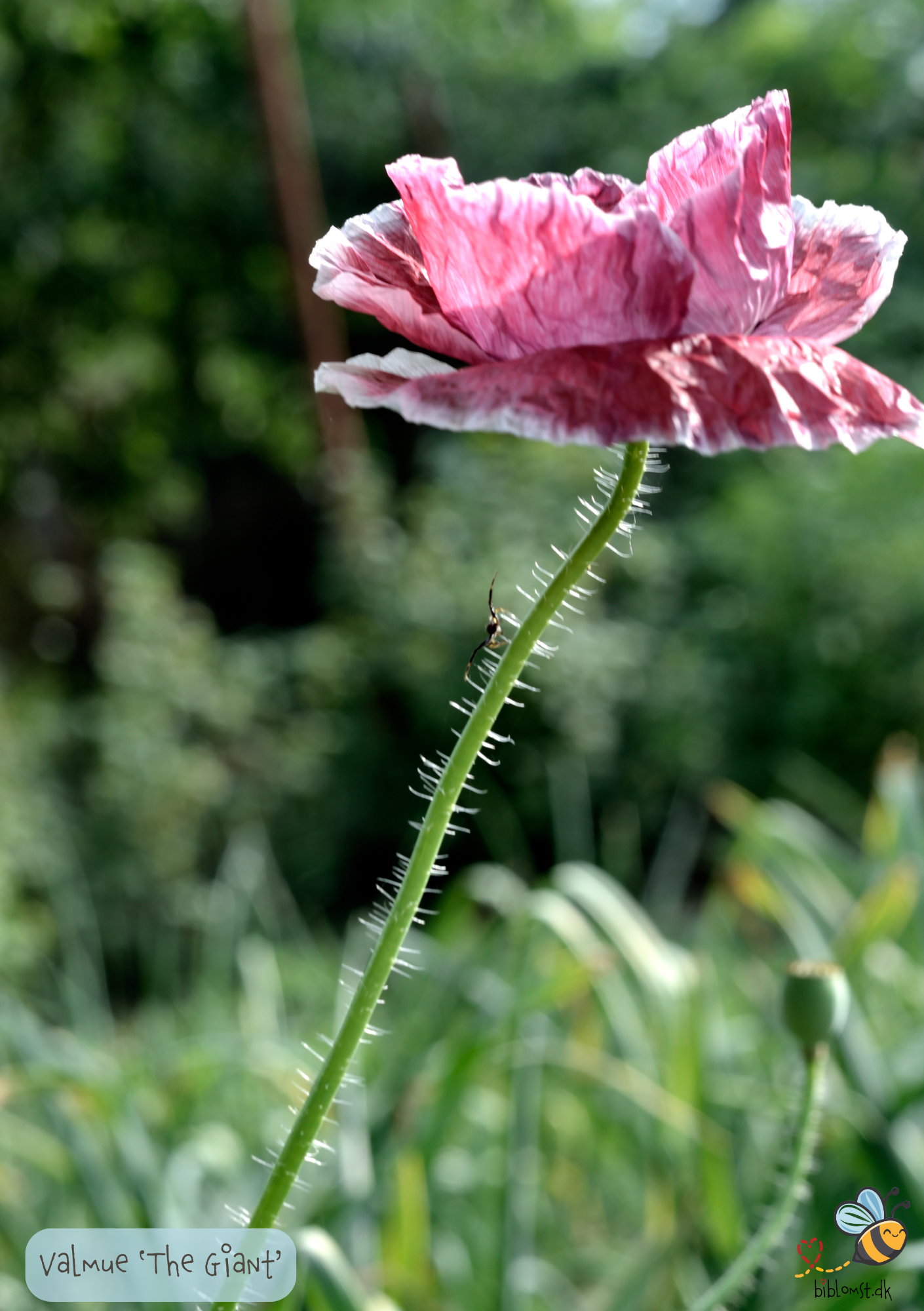 Lilla gigantisk valmue - Papaver somniferum "The Giant"