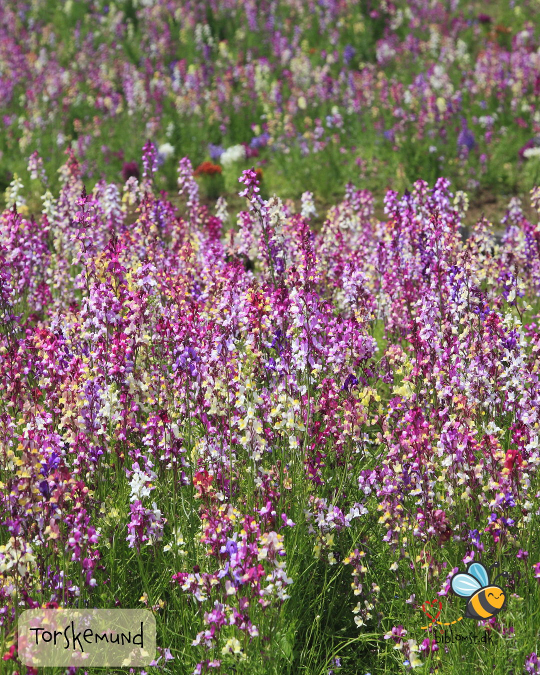 Marokkansk Torskemund - linaria maroccana