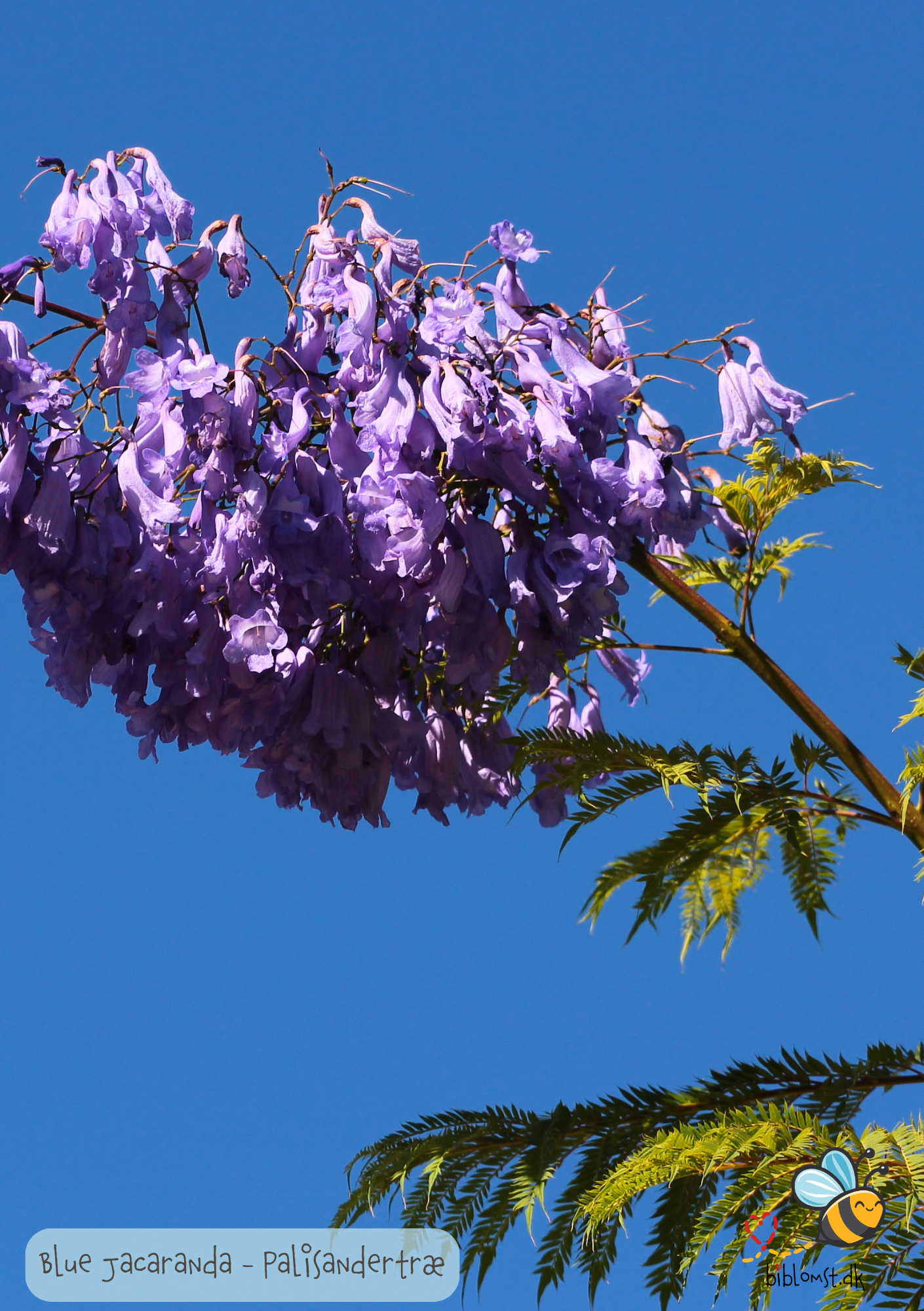 Palisandertræ - Jacaranda mimosifolia