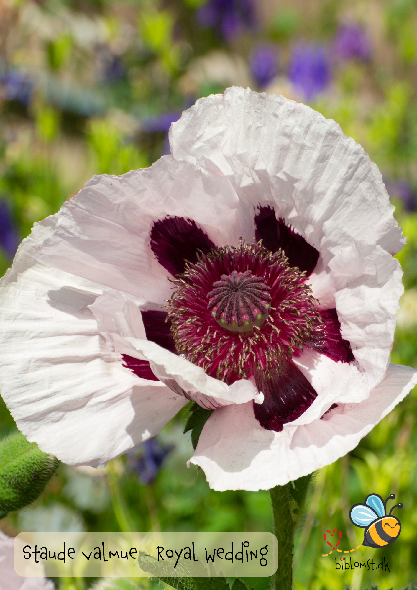 Staudevalmue ‘Royal Wedding’ – Papaver orientale