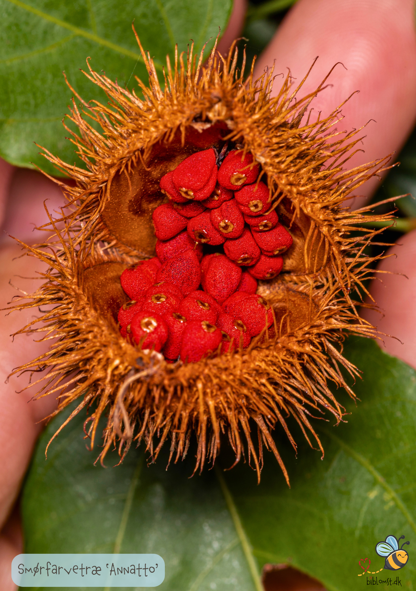 Smørfarvetræet Annatto - Bixa Orellana