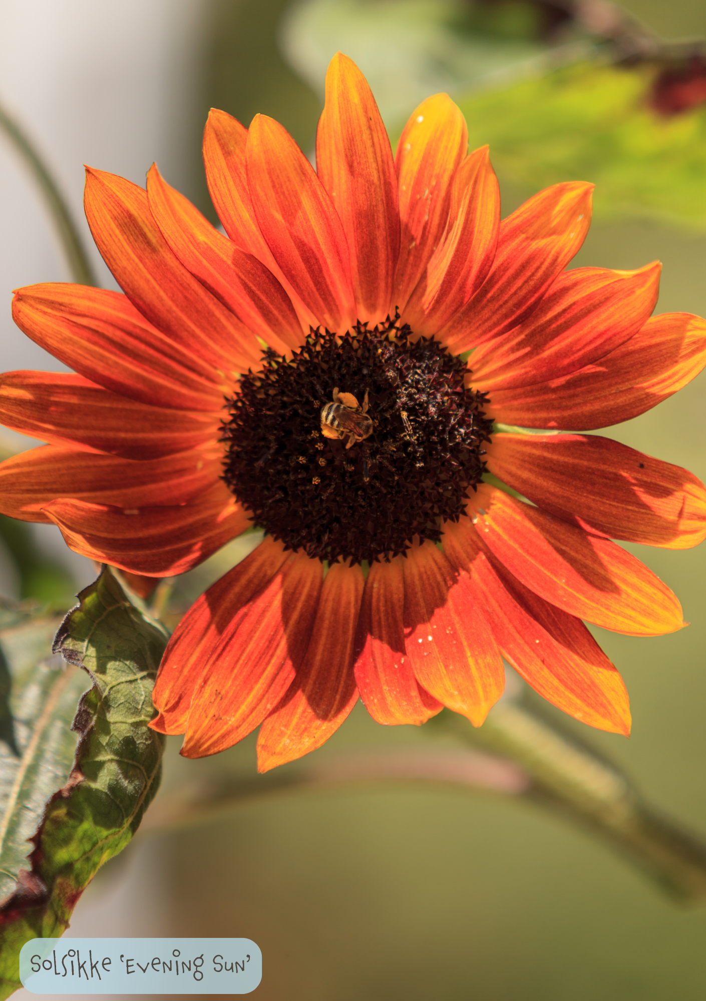 Solsikke - Helianthus annuus Evening Sun'