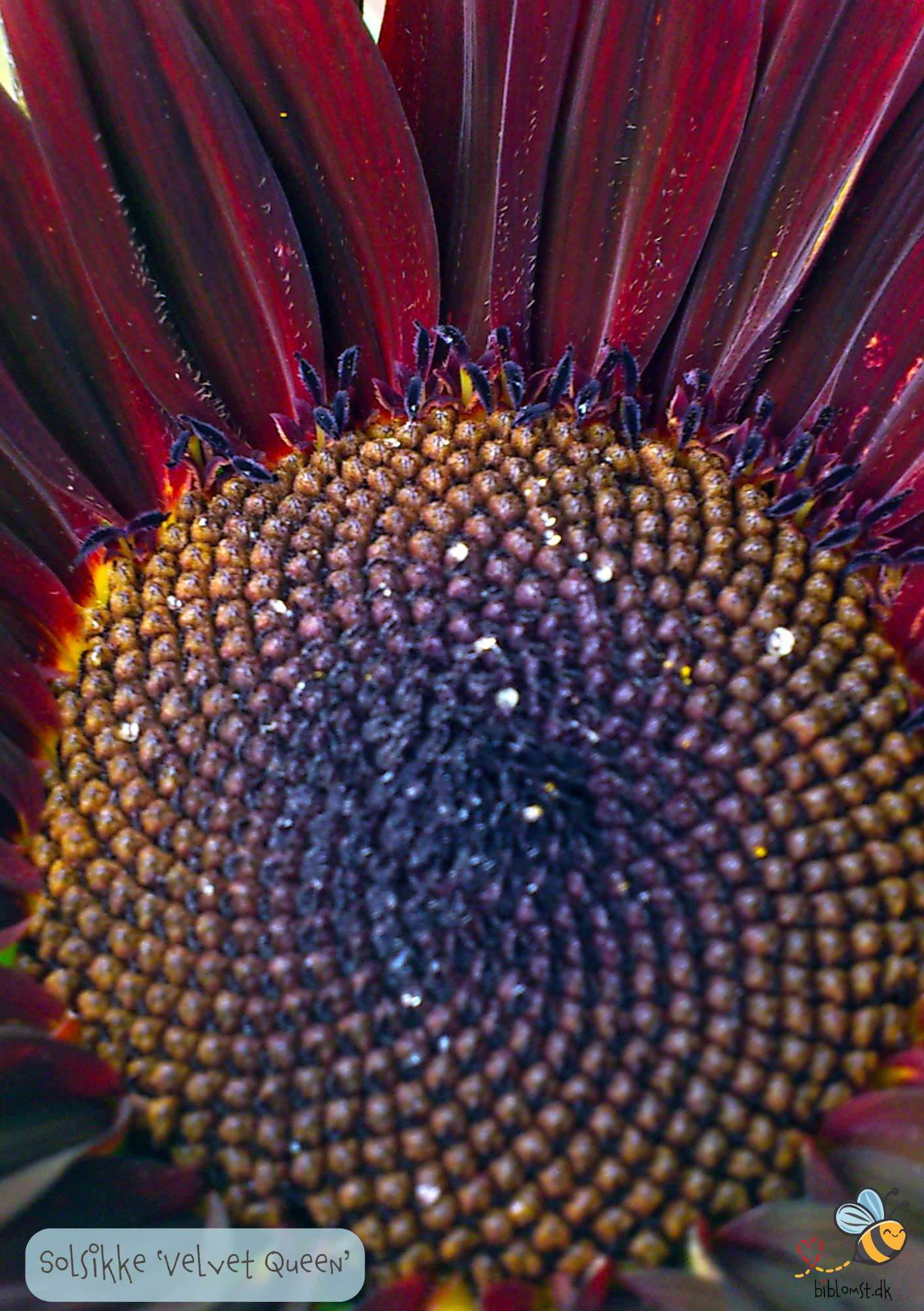 Solsikke 'Velvet Queen' Helianthus annuus