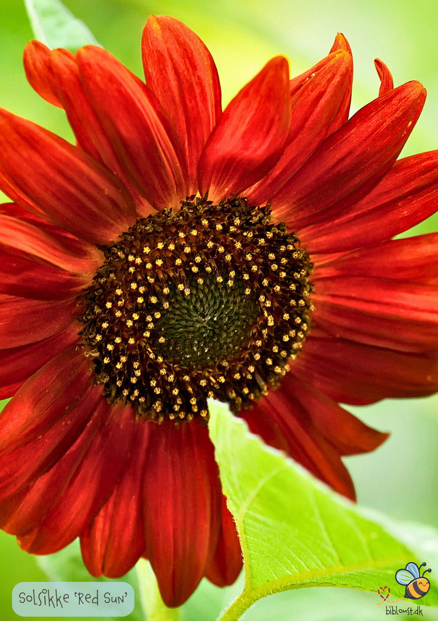 Solsikken 'Red Sun' - Helianthus annuus