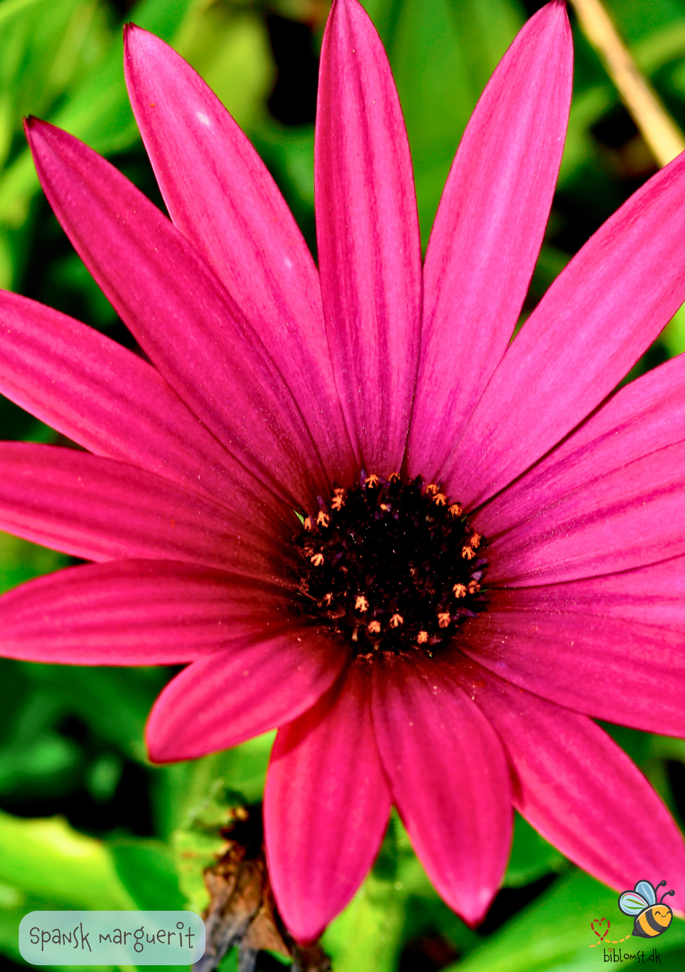 Spansk Marguerit - dimorphoteca sinuata