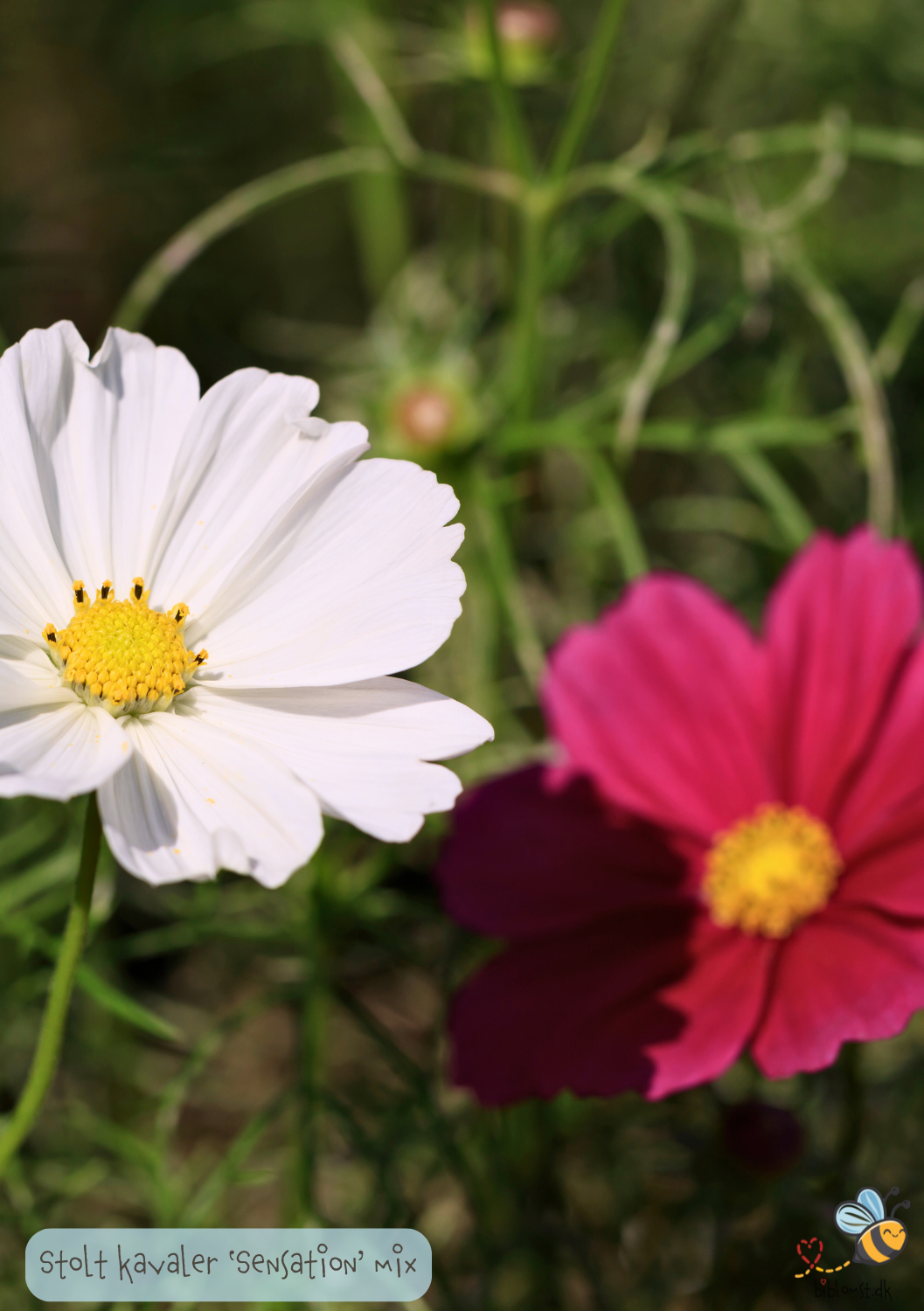 Stolt kavaler 'Sensation Mixed' - Cosmos bipinnatus