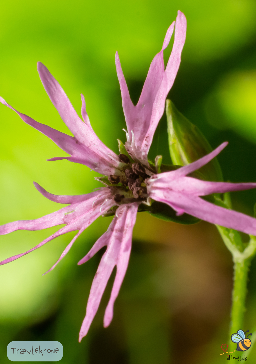 Trævlekrone - Lychnis flos-cuculi