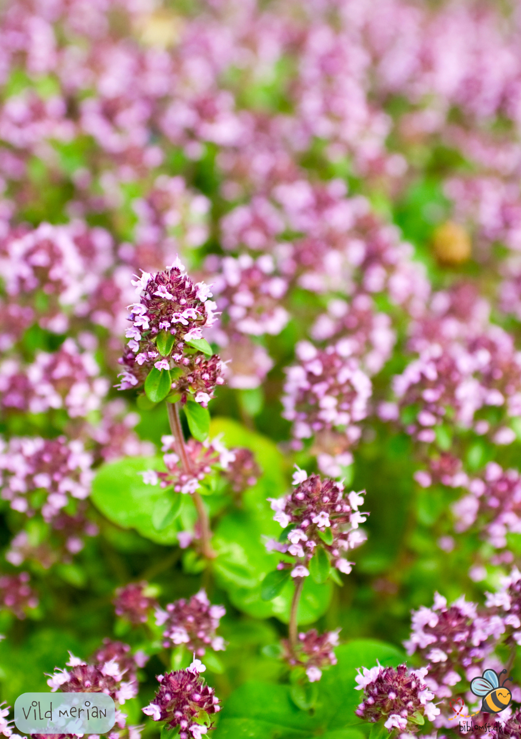Vild Merian - Origanum majorana