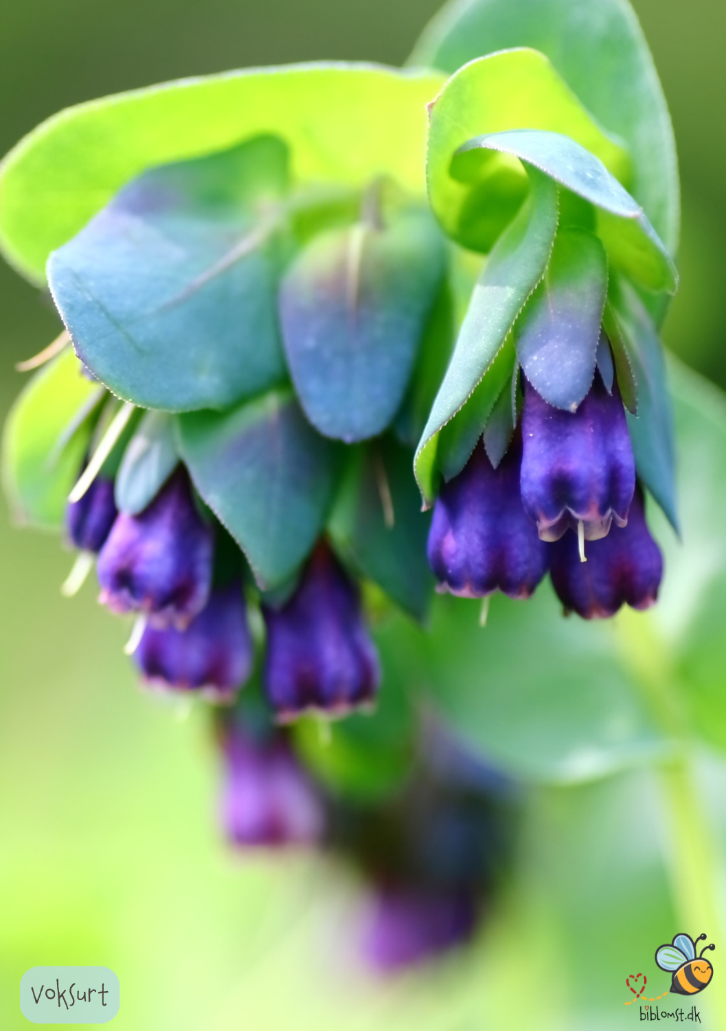 Voksurt - Cerinthe major 'Purpurascens'