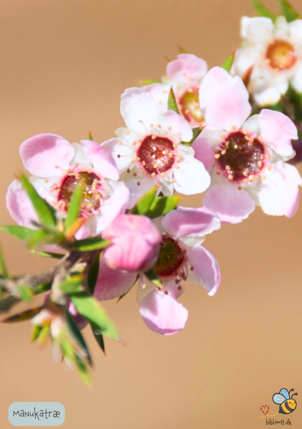 White Manuka Tree - Leptospermum scoparium