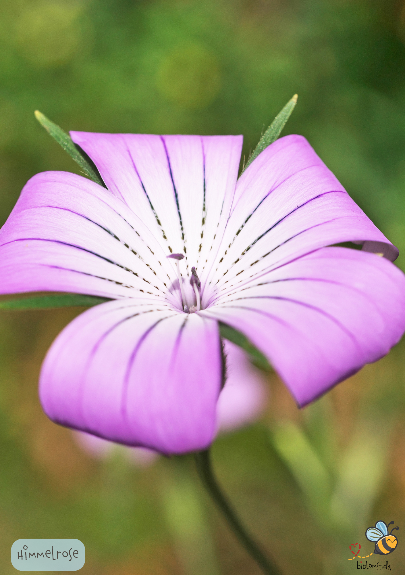 Himmelnellike – Lychnis coeli-rosa