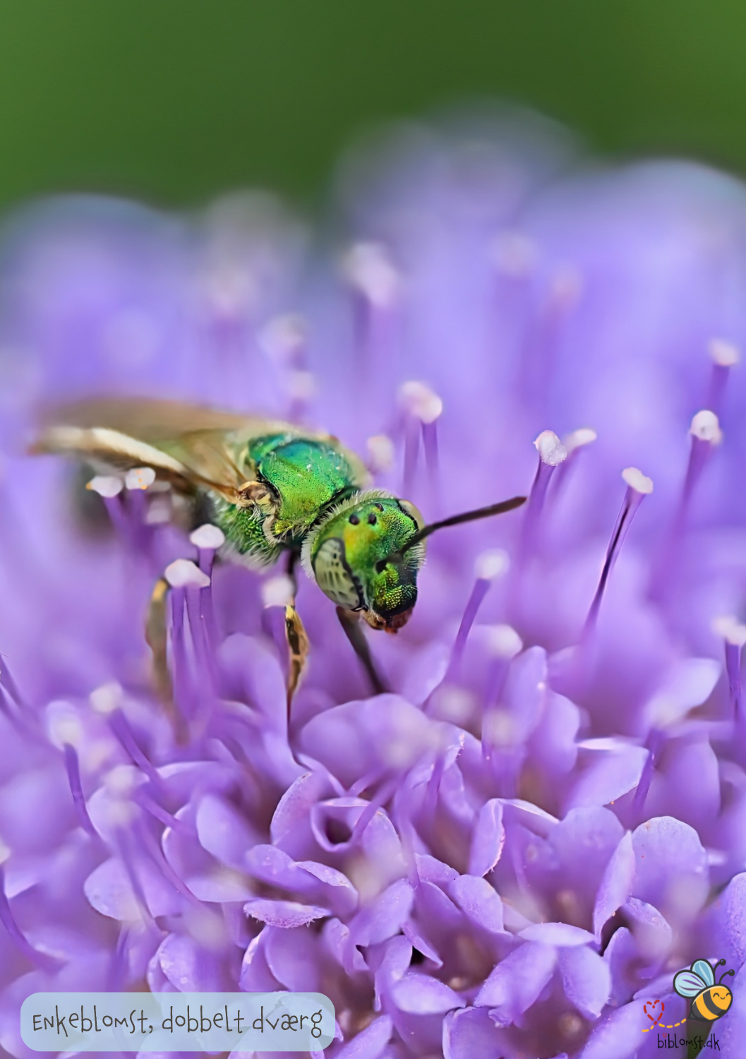 Enkeblomst. Dobbelt dværg- mix - scabiosa atropurpurea