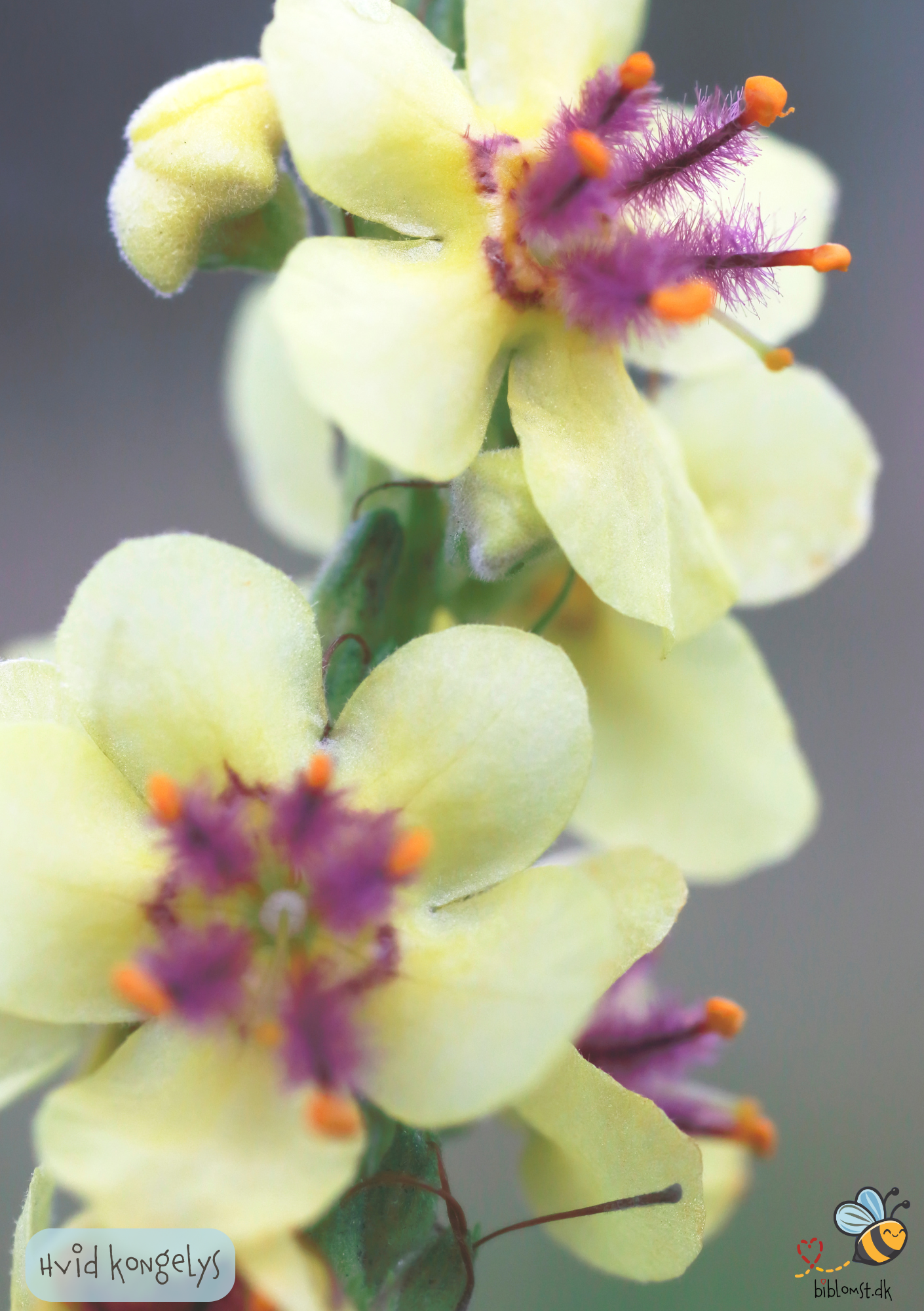 Hvid Kongelys – Verbascum nigrum alba
