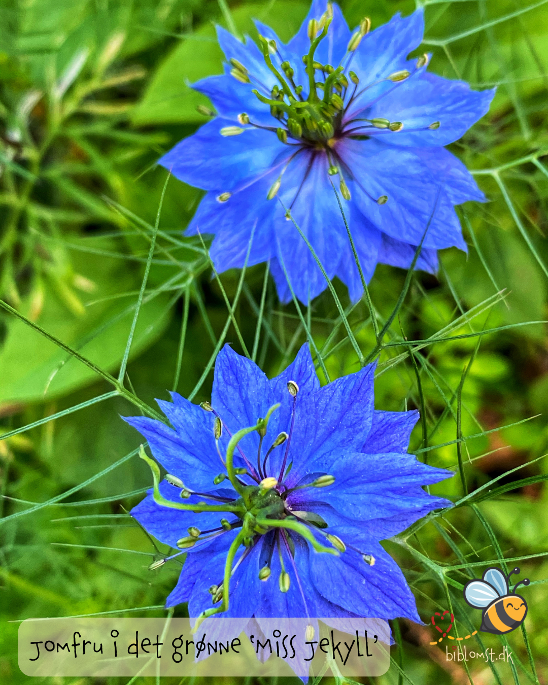 Jomfru i det grønne ‘Miss Jekyll’ Indigo Blue – Nigella damascena