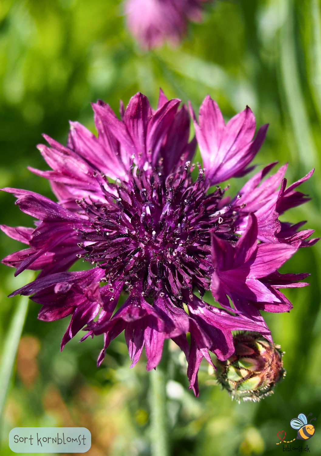 'Sort' Kornblomst - centaurea cyanus 'Black Ball'