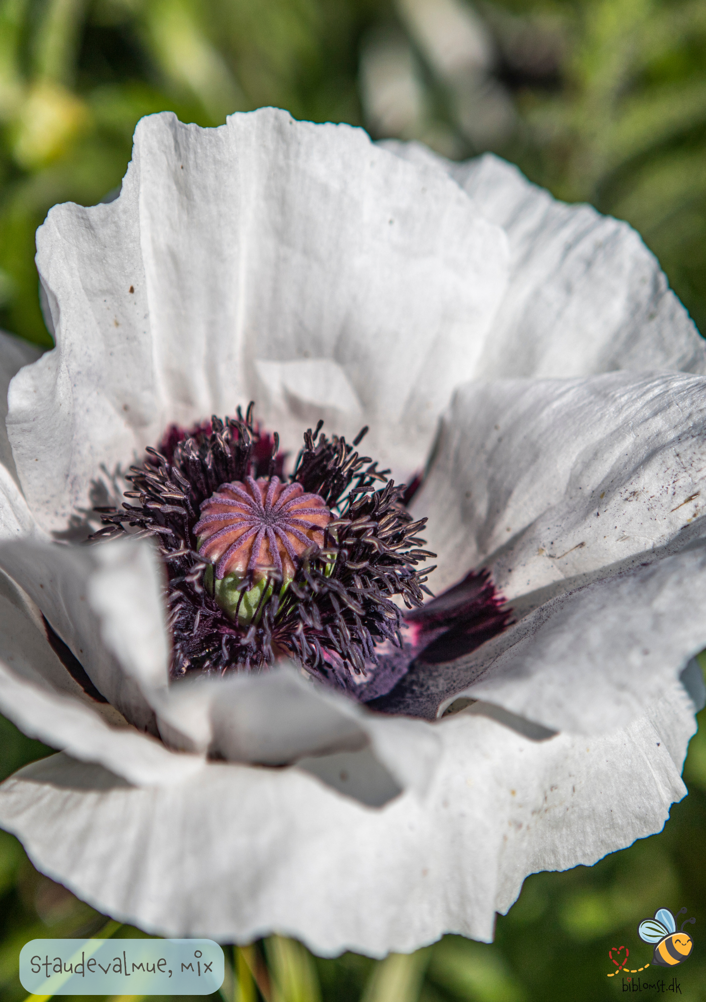 Staudevalmue - Papaver orientale 'Special Mix'