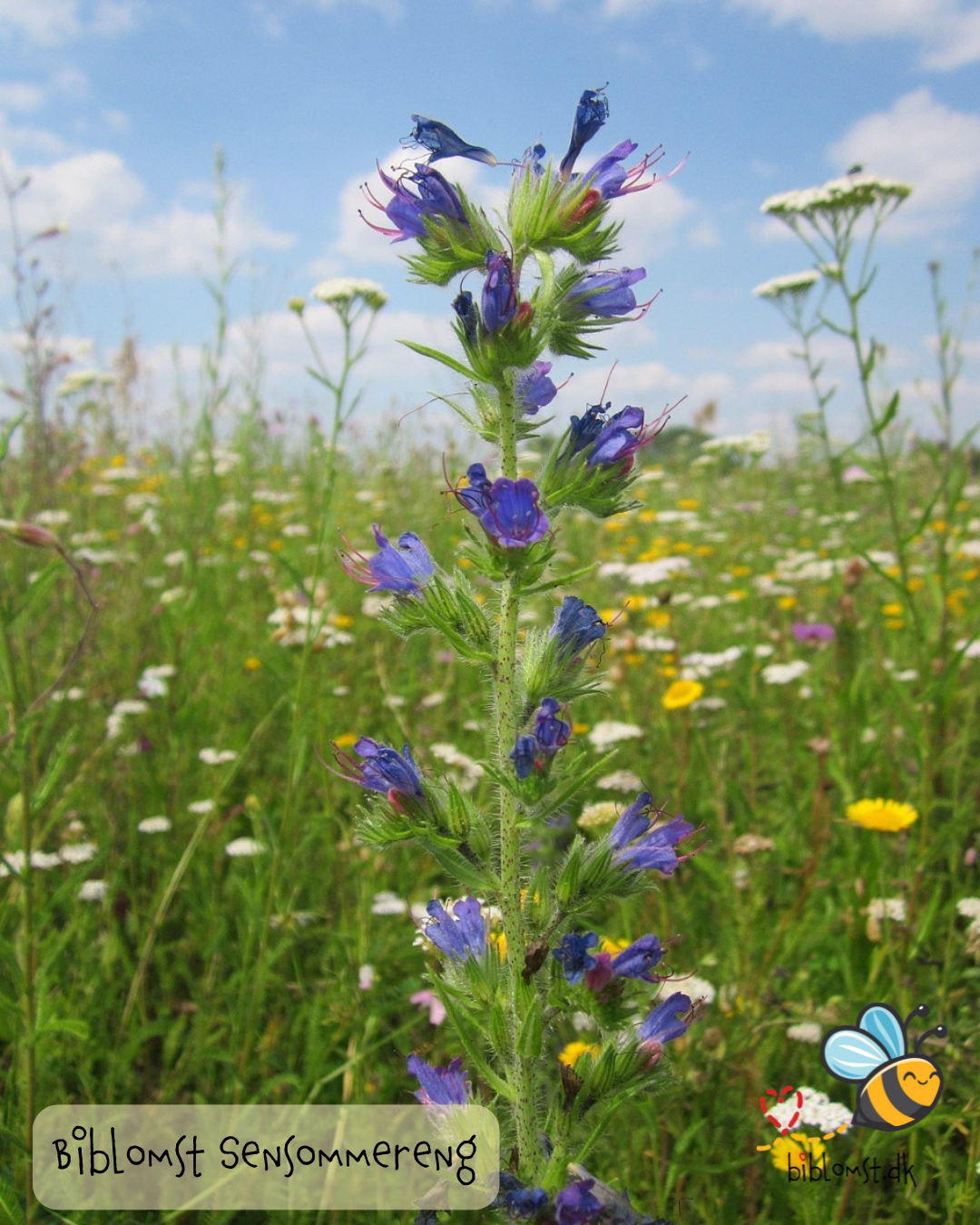 Biblomst sommereng – kultur- og naturhistorie i blomster