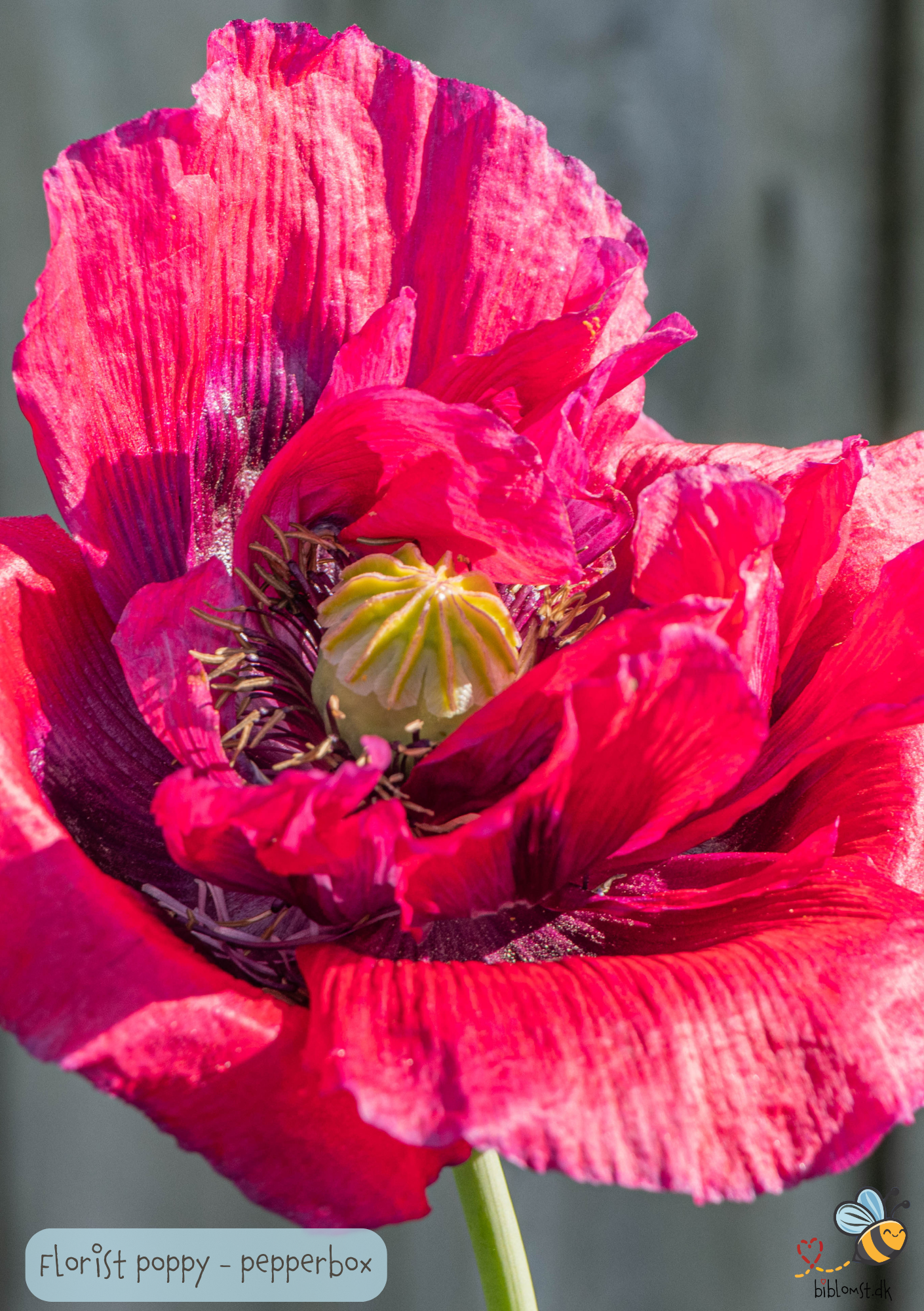 Papaver somniferum 'Pepperbox Florists Poppy'