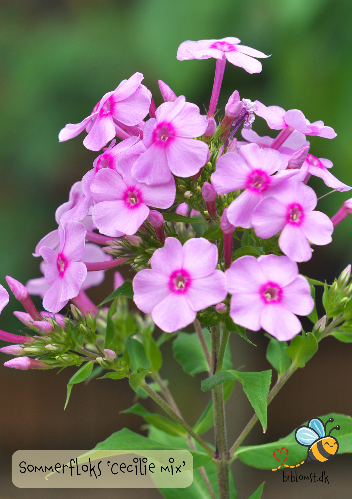 Sommerfloks 'Cecily Mix' – Phlox drummondii