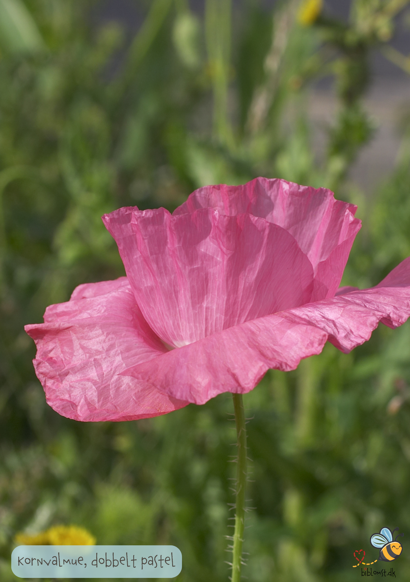 Dobbelt kornvalmue - Dobbelt Pastel - Papaver rhoeas