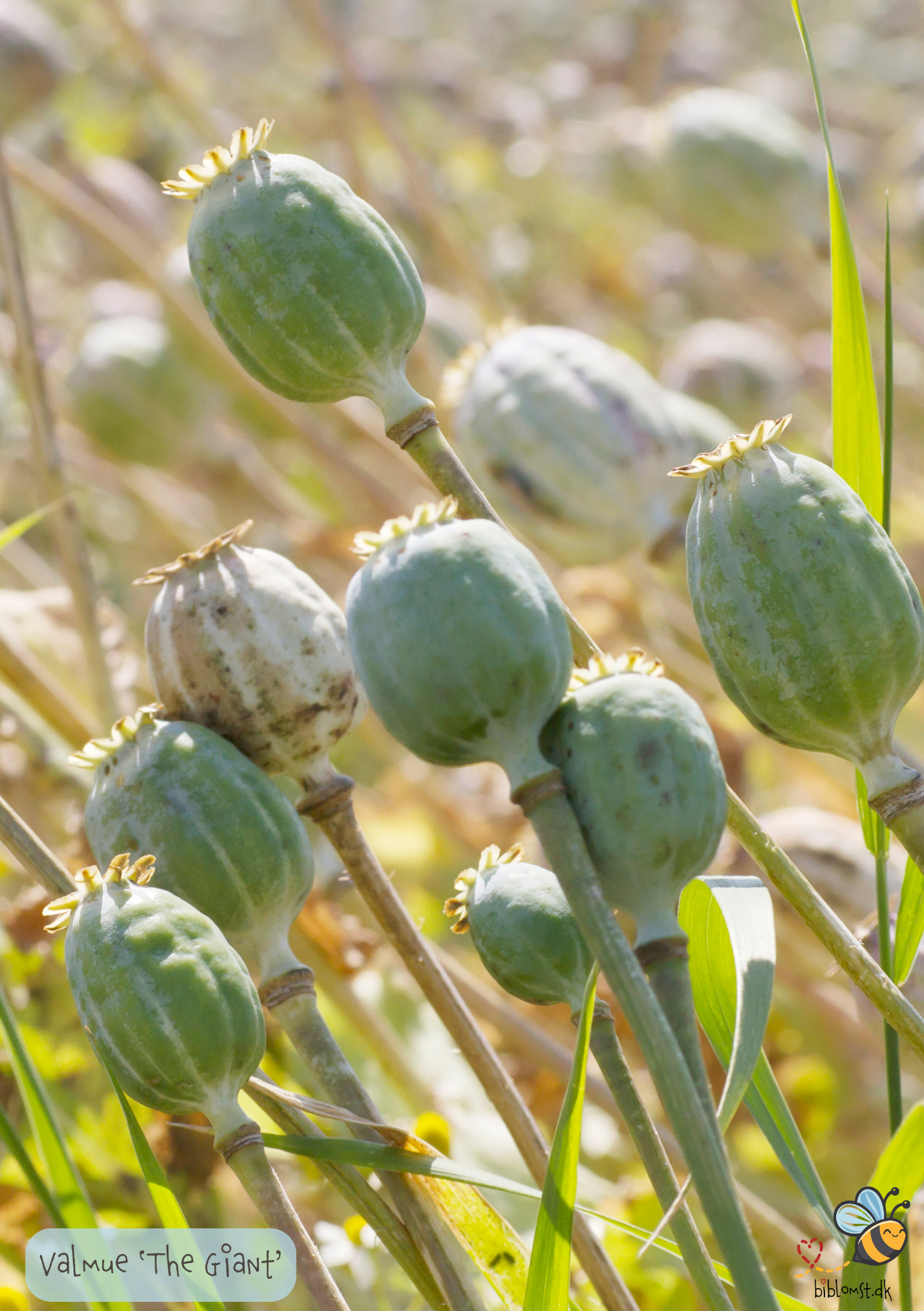 Lilla gigantisk valmue - Papaver somniferum "The Giant"